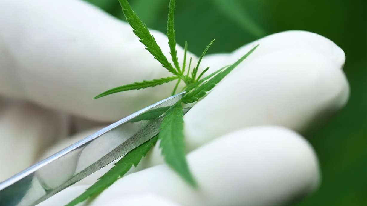 House panel passes medical marijuana research bill