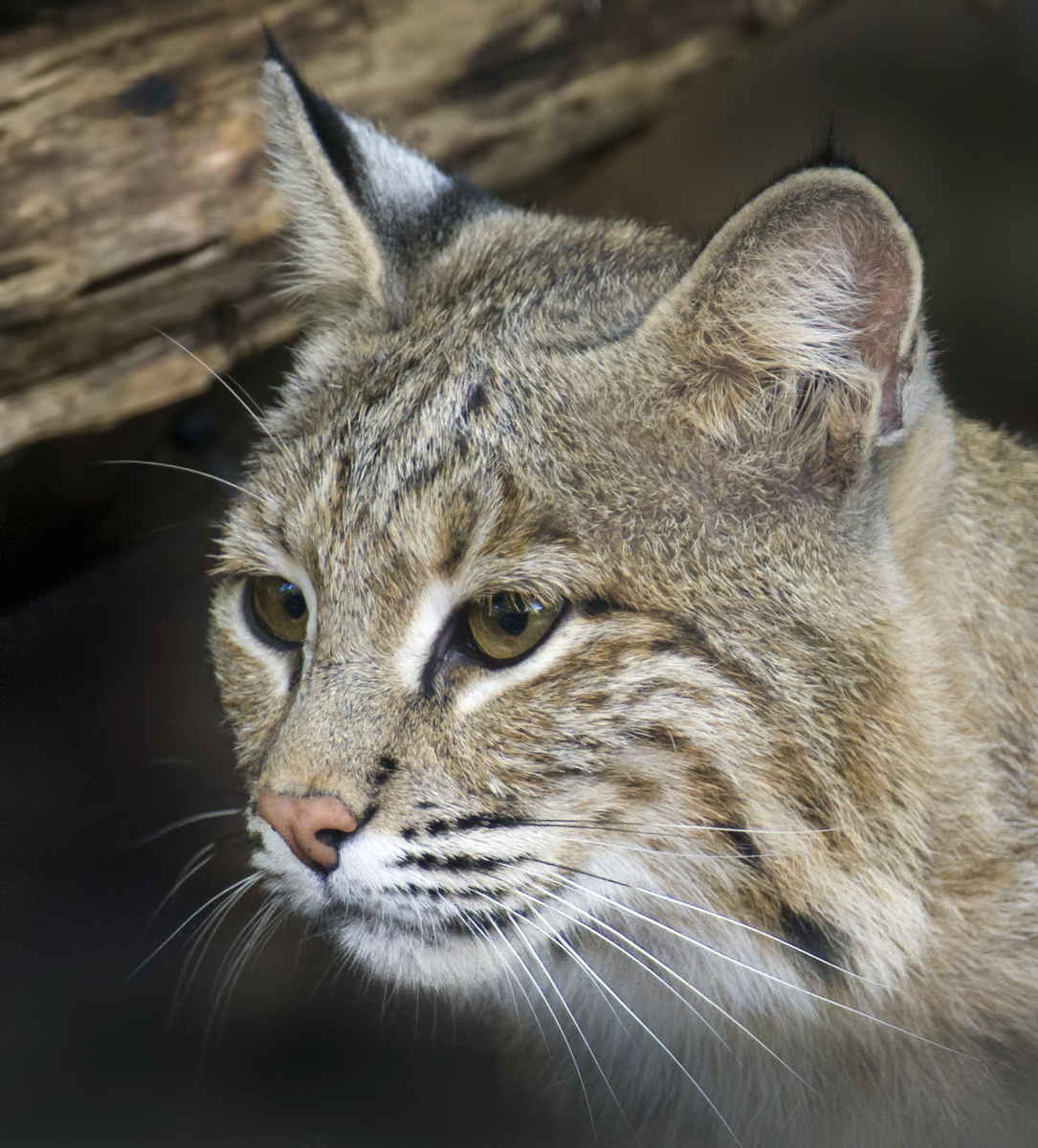 After walkabout, escaped bobcat Ollie nonchalantly returns