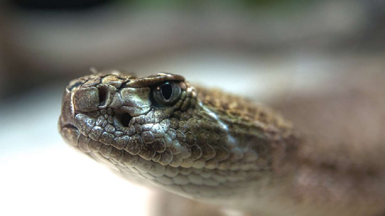 Surprise! Boy finds rattlesnake in toilet