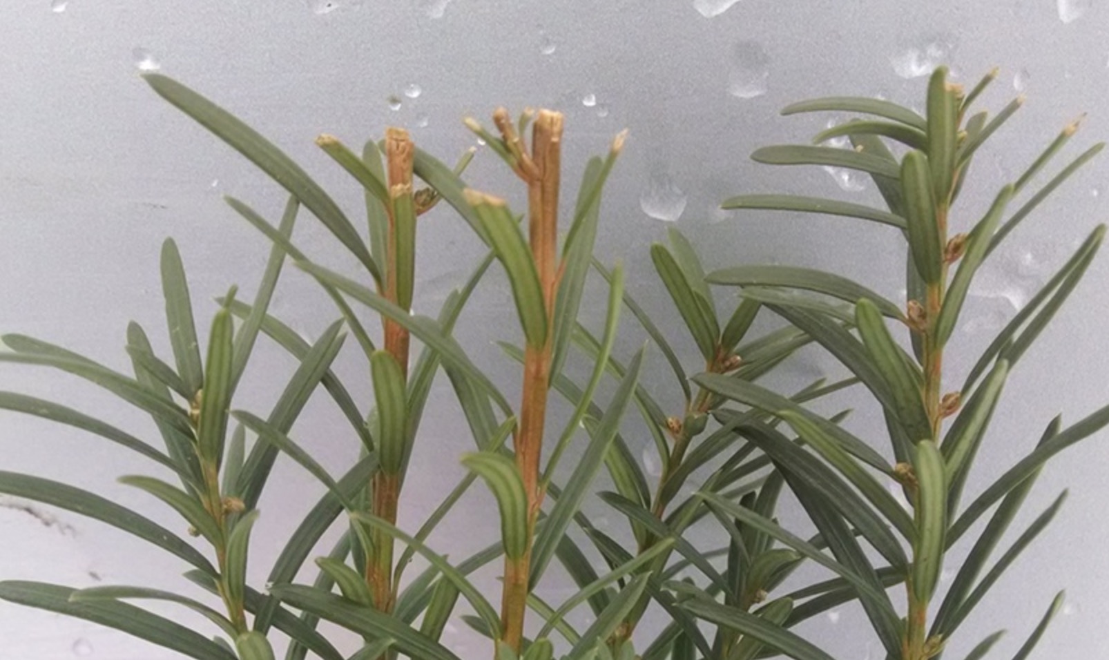 Toxic plant kills 8 elk in Idaho Falls