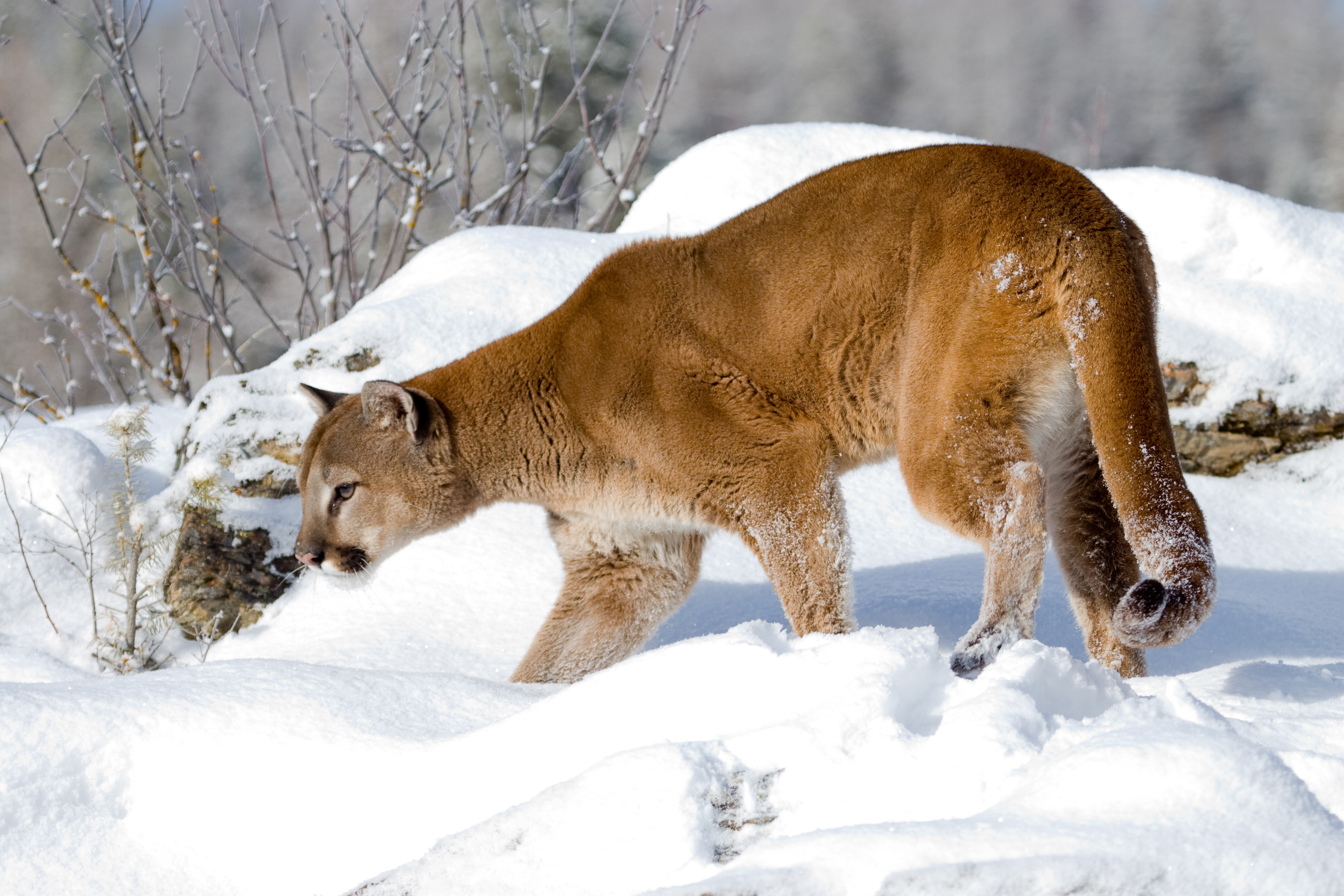 DWR: Cougar killed bobcat, raccoon in backyard near Big Cottonwood Canyon