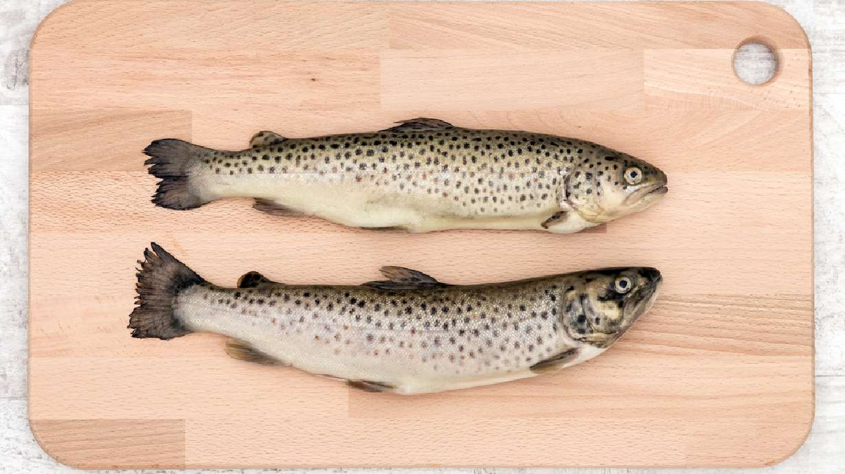 Essential tips for cleaning and cooking trout