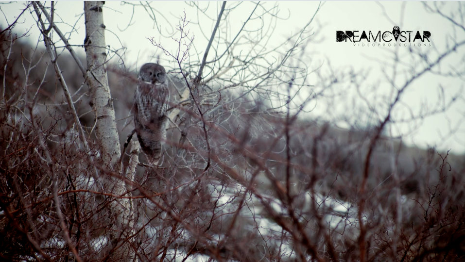World’s largest owl spotted in Utah for the 1st time in nearly 30 years