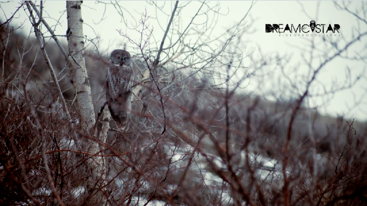 World’s largest owl spotted in Utah for the 1st time in nearly 30 years