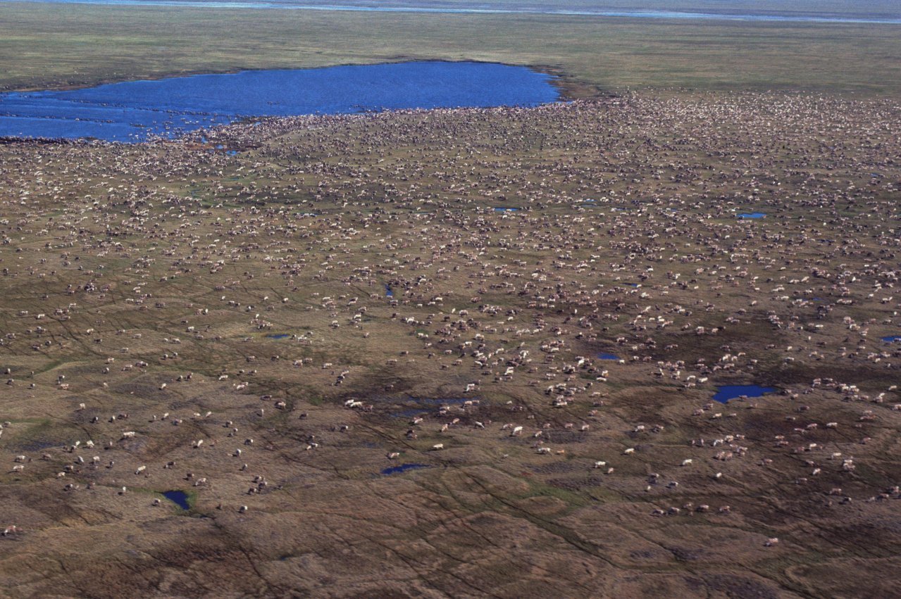 Lawmakers renew push for drilling in Alaska wildlife refuge