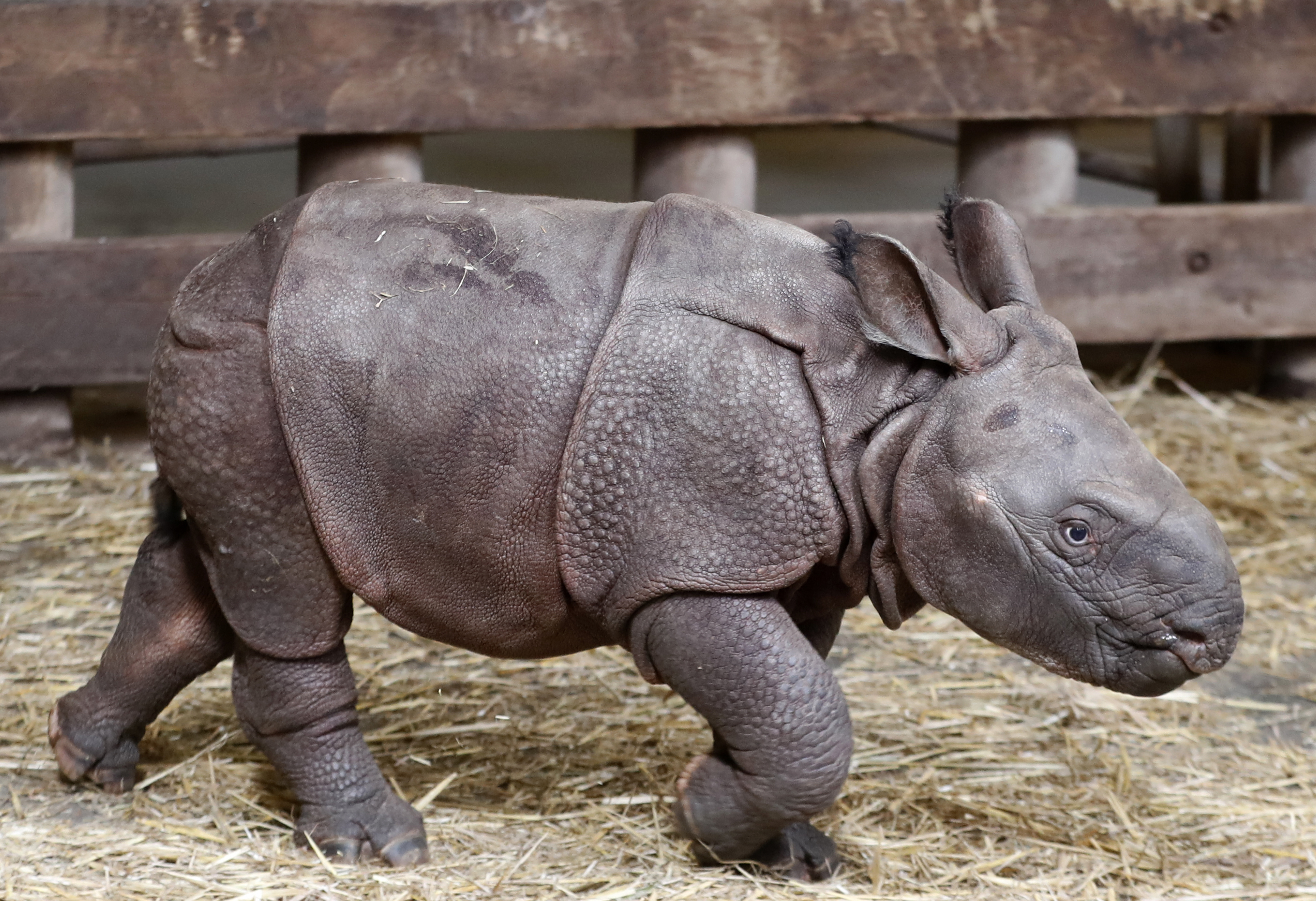 Czech zoo welcomes baby Indian rhinoceros