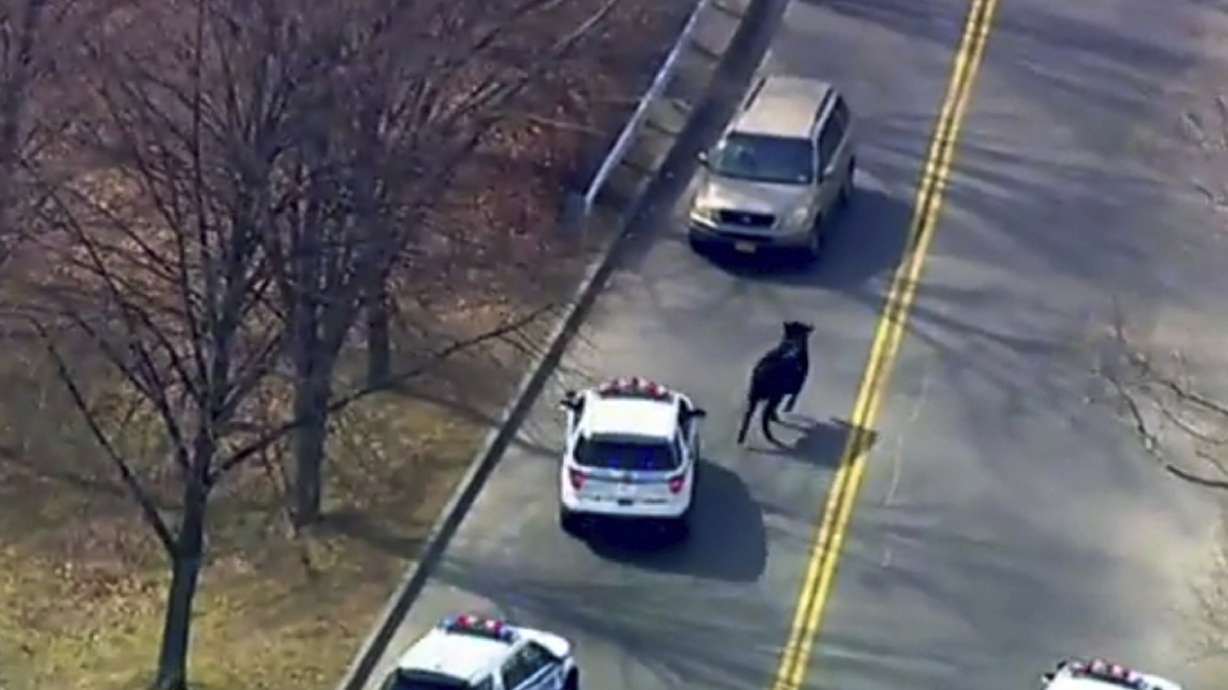 How to capture a runaway NY bull? Bring in the cowboys