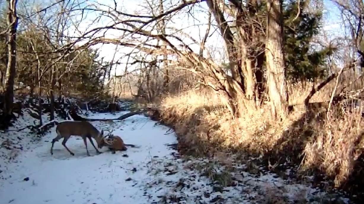 Video shows warden shoot antlers of entangled bucks to free them