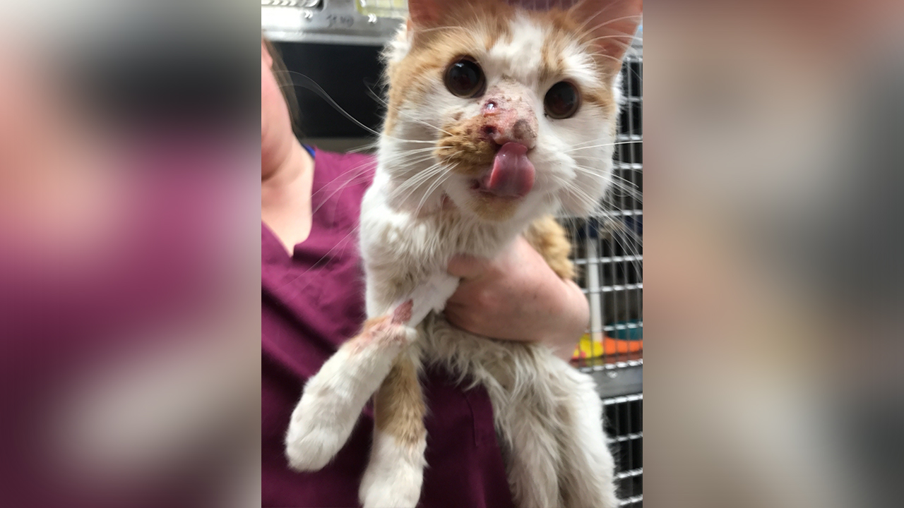 $5K reward after Utah cat shot by arrow, pellet gun