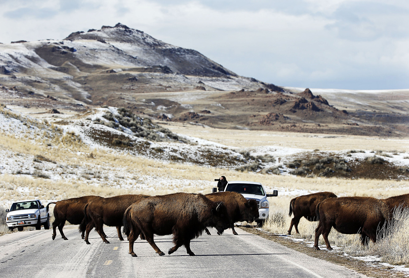 Bison cross the road at Antelope Island State Park on Tuesday, Feb. 28, 2017. (Photo: Ravell Call, Deseret News)