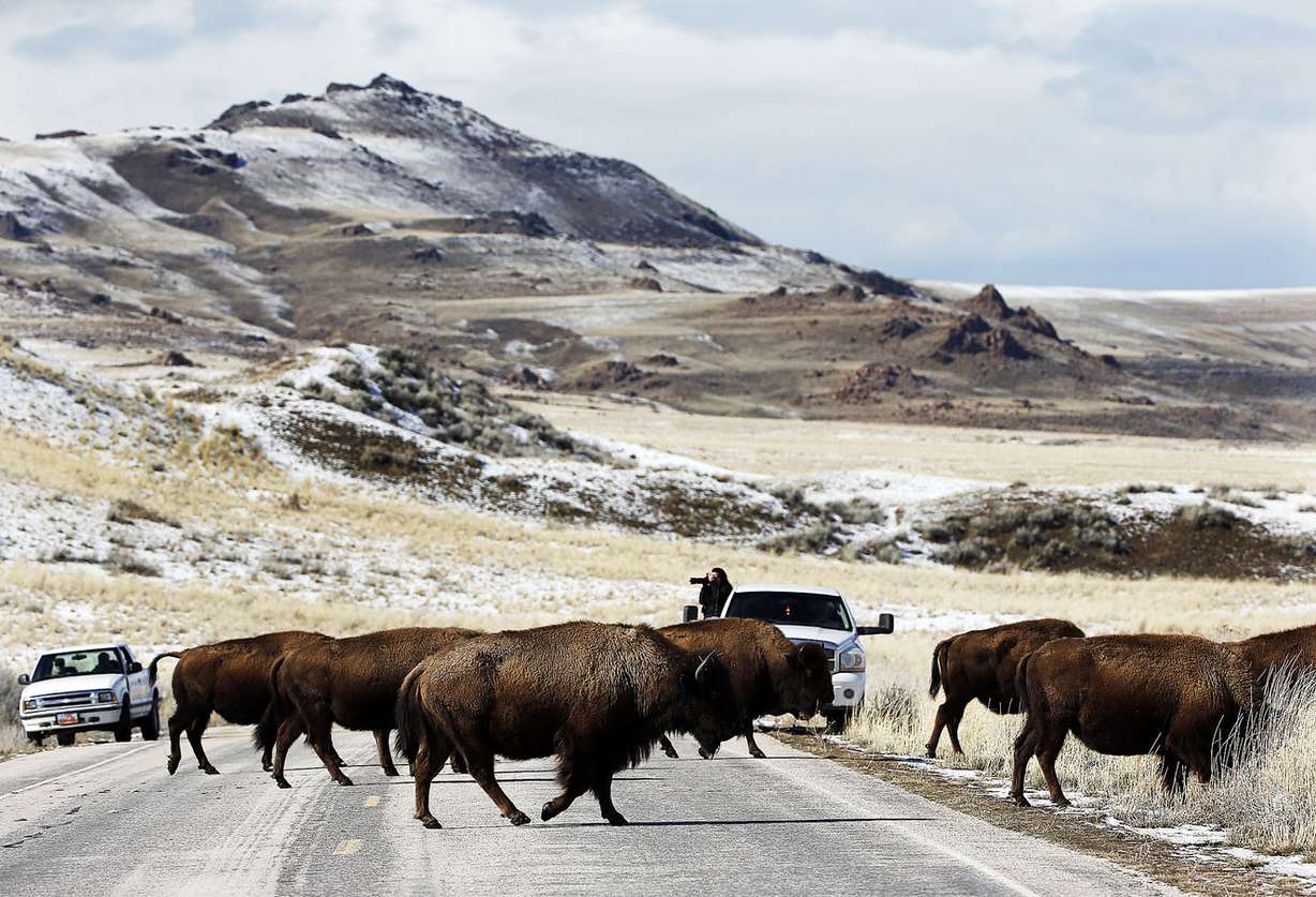 Bison cross the road at Antelope Island State Park on Tuesday, Feb. 28, 2017. (Photo: Ravell Call, Deseret News)