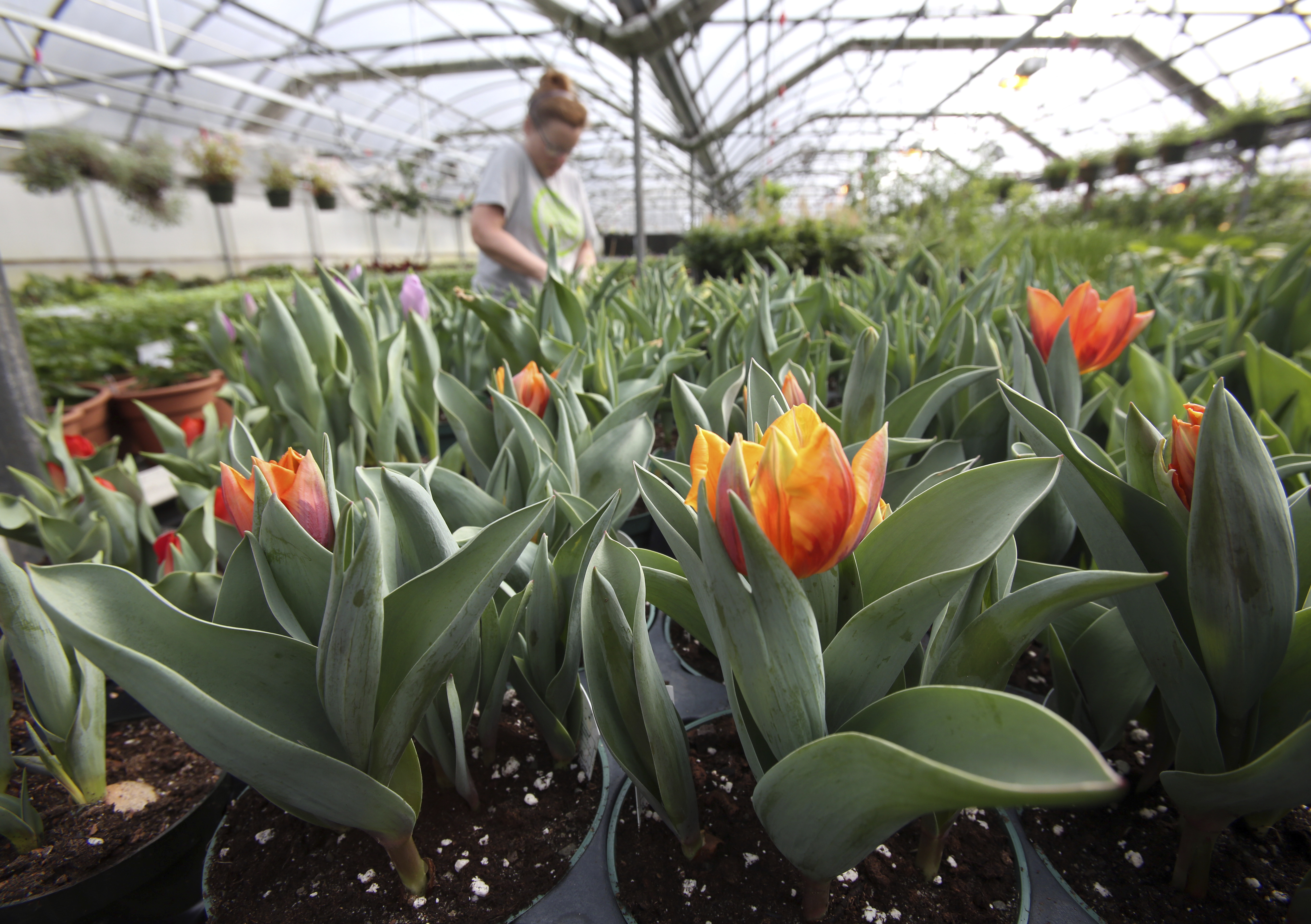 Dutch treat: Philadelphia Flower Show celebrates Holland