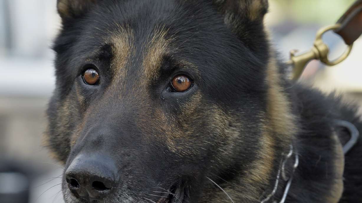 Shoot a police dog? In Kentucky, you might not go to jail