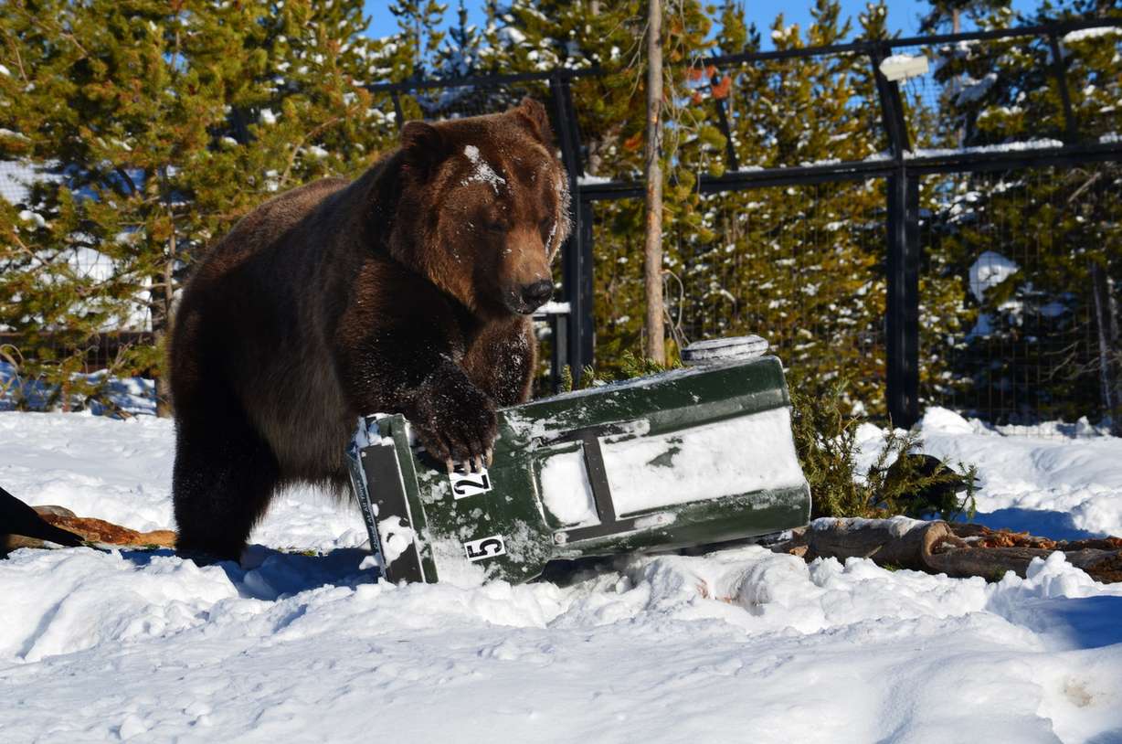 Grizzly bear Grant tries to get into a trash can at the Grizzly & Wolf Discovery in West Yellowstone, Montana, on Jan. 17, 2017. (Photo: Thomas Hollenhorst, KSL TV)