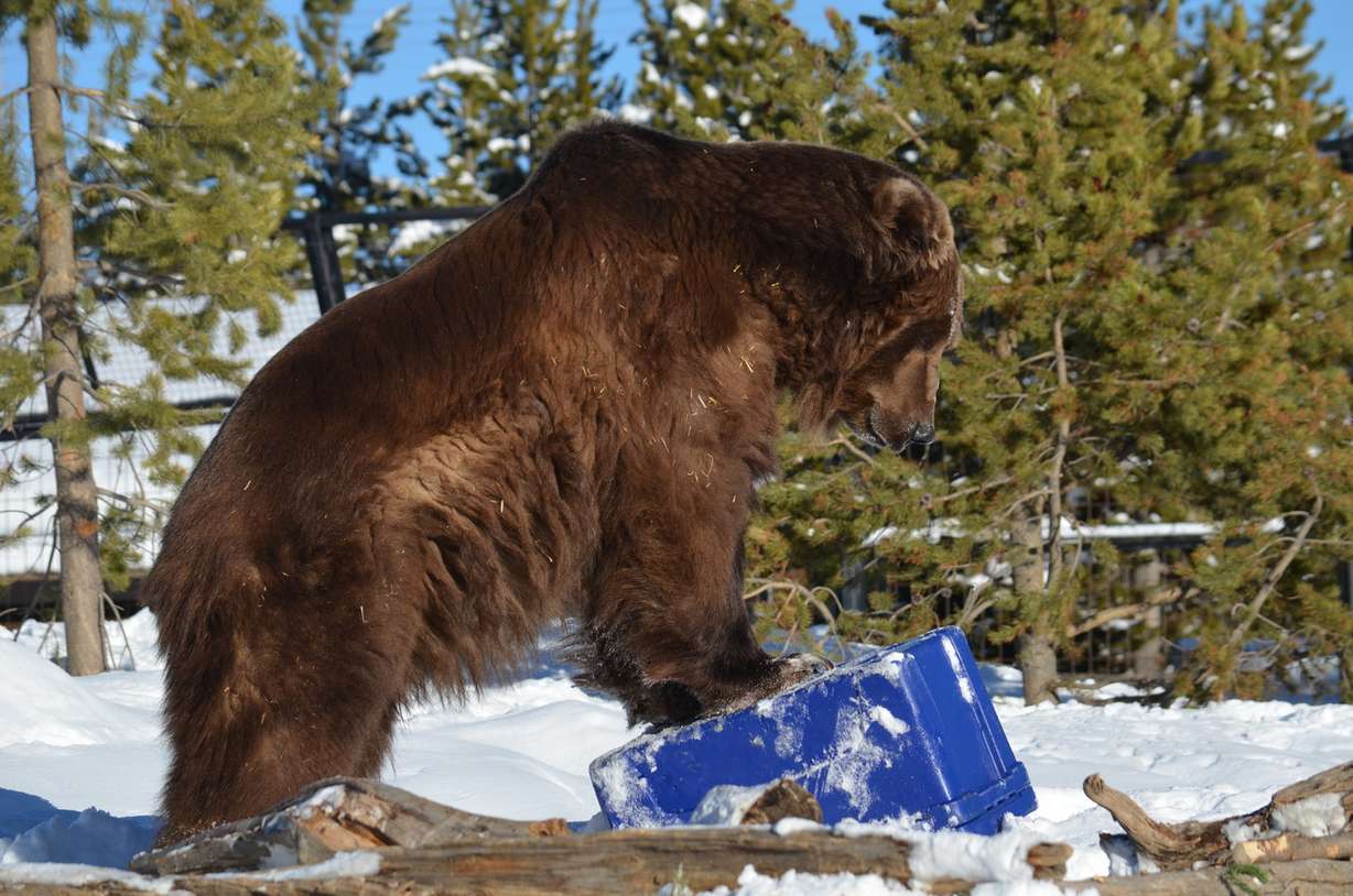 Alaskan grizzly bear Sam tries to get inside a beer cooler at the Grizzly & Wolf Discovery in West Yellowstone, Montana, on Jan. 17, 2017. (Photo: Thomas Hollenhorst, KSL TV)