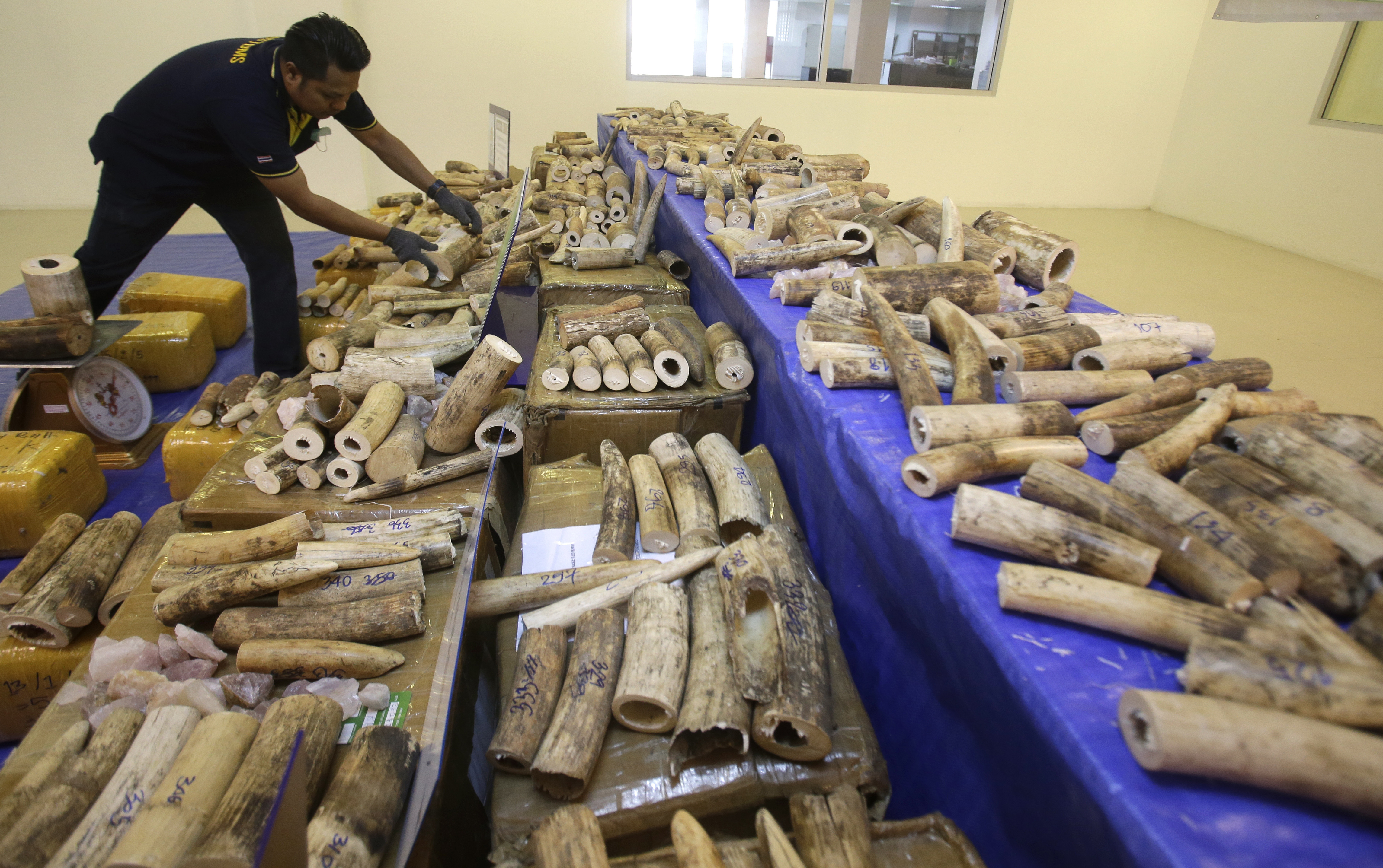 Thailand seizes 422 pieces of smuggled elephant tusks