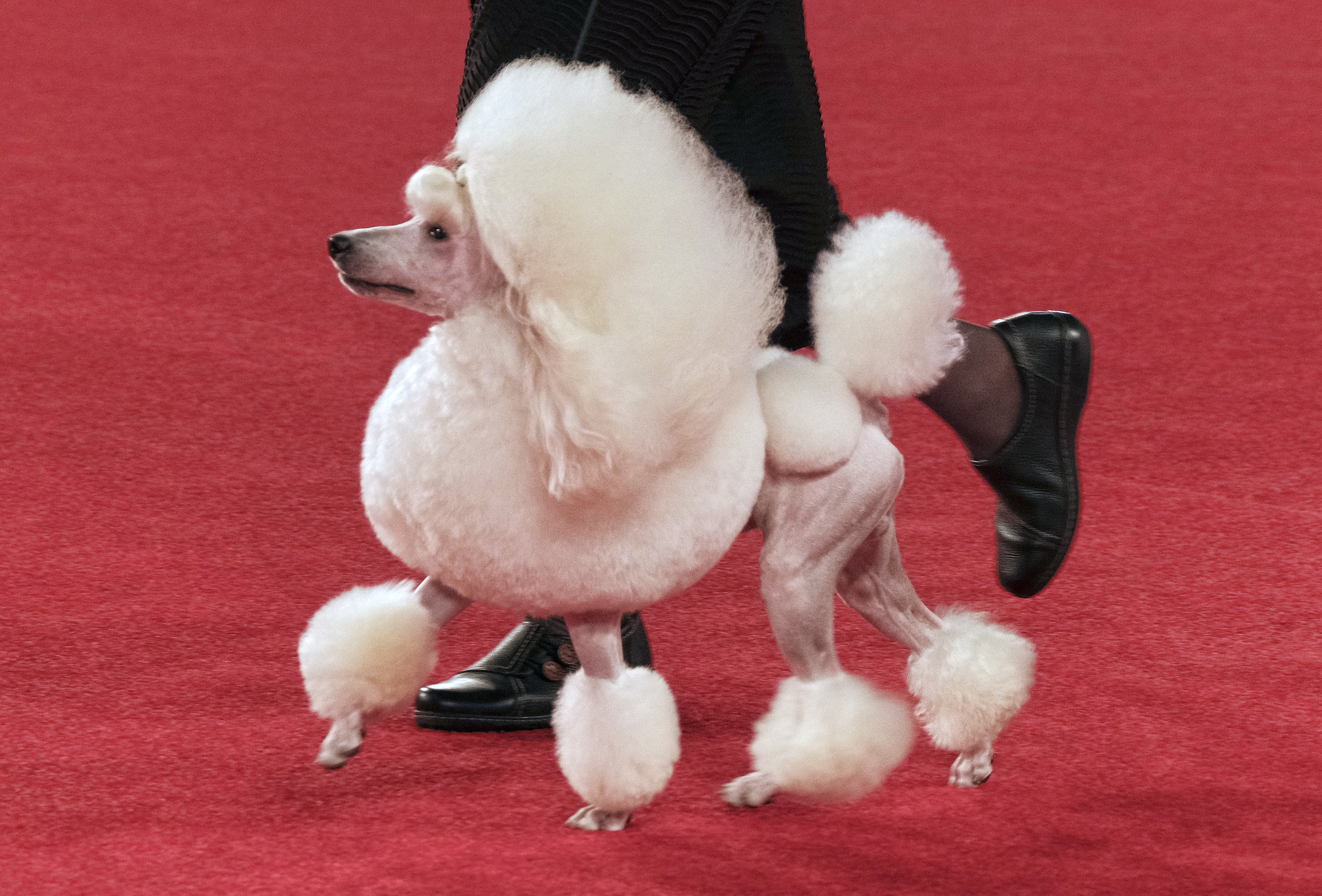 PHOTO GALLERY: 'Beverly Hills Dog Show' to debut