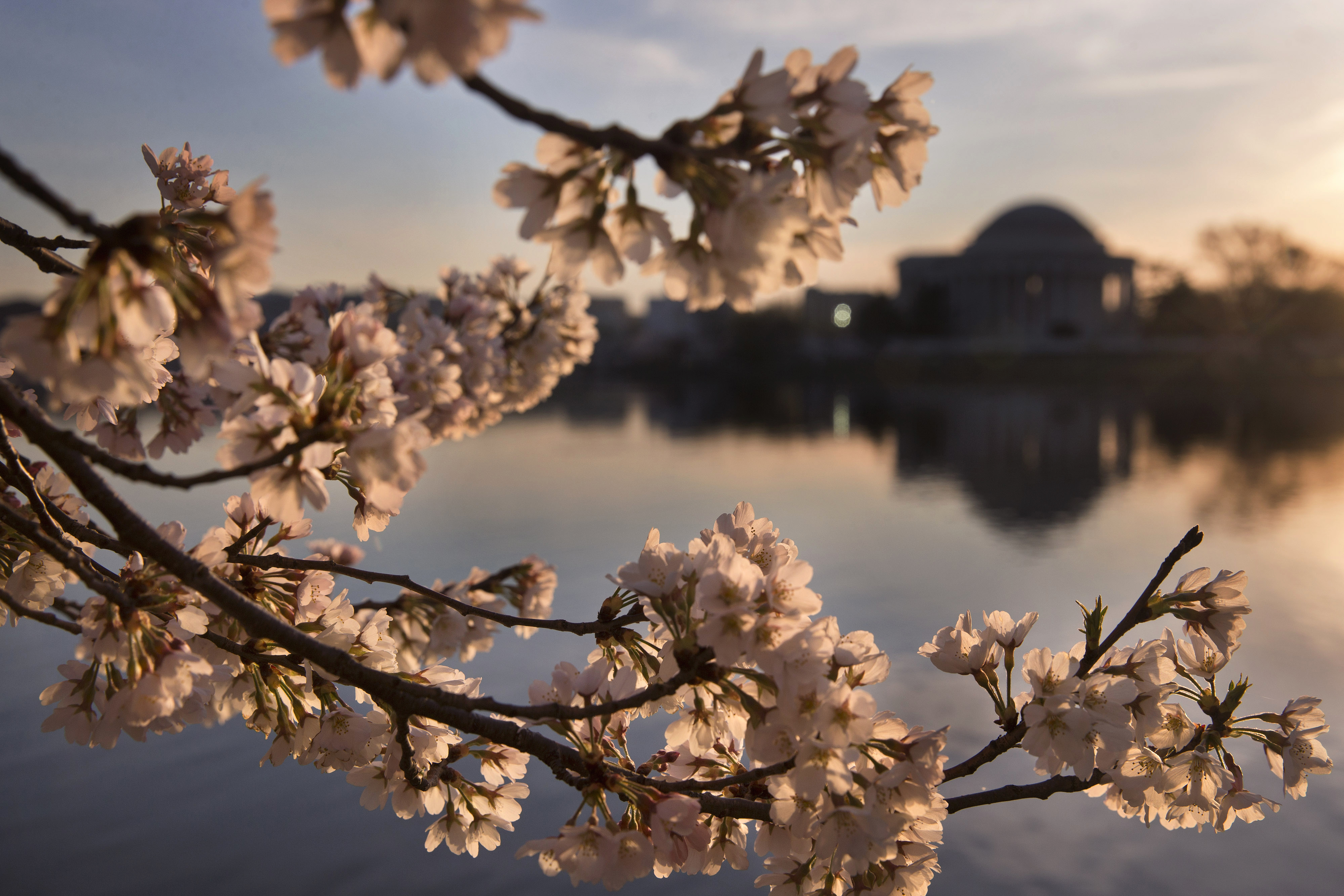 National Park Service pushes back cherry blossom prediction