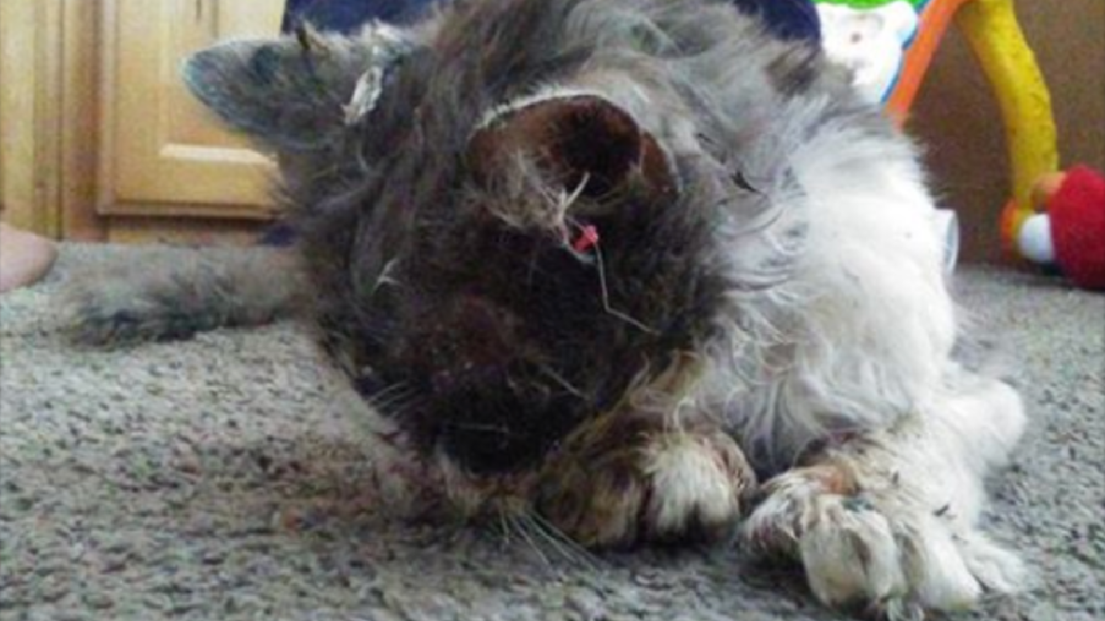 Utah Humane Society offering $5K for information about tortured cat