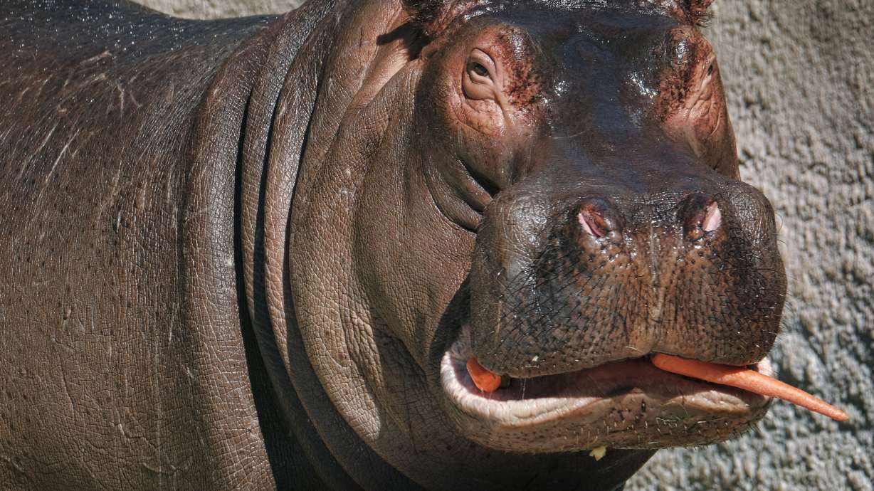 LA gets last glimpse of zoo hippo ahead of move to Dallas