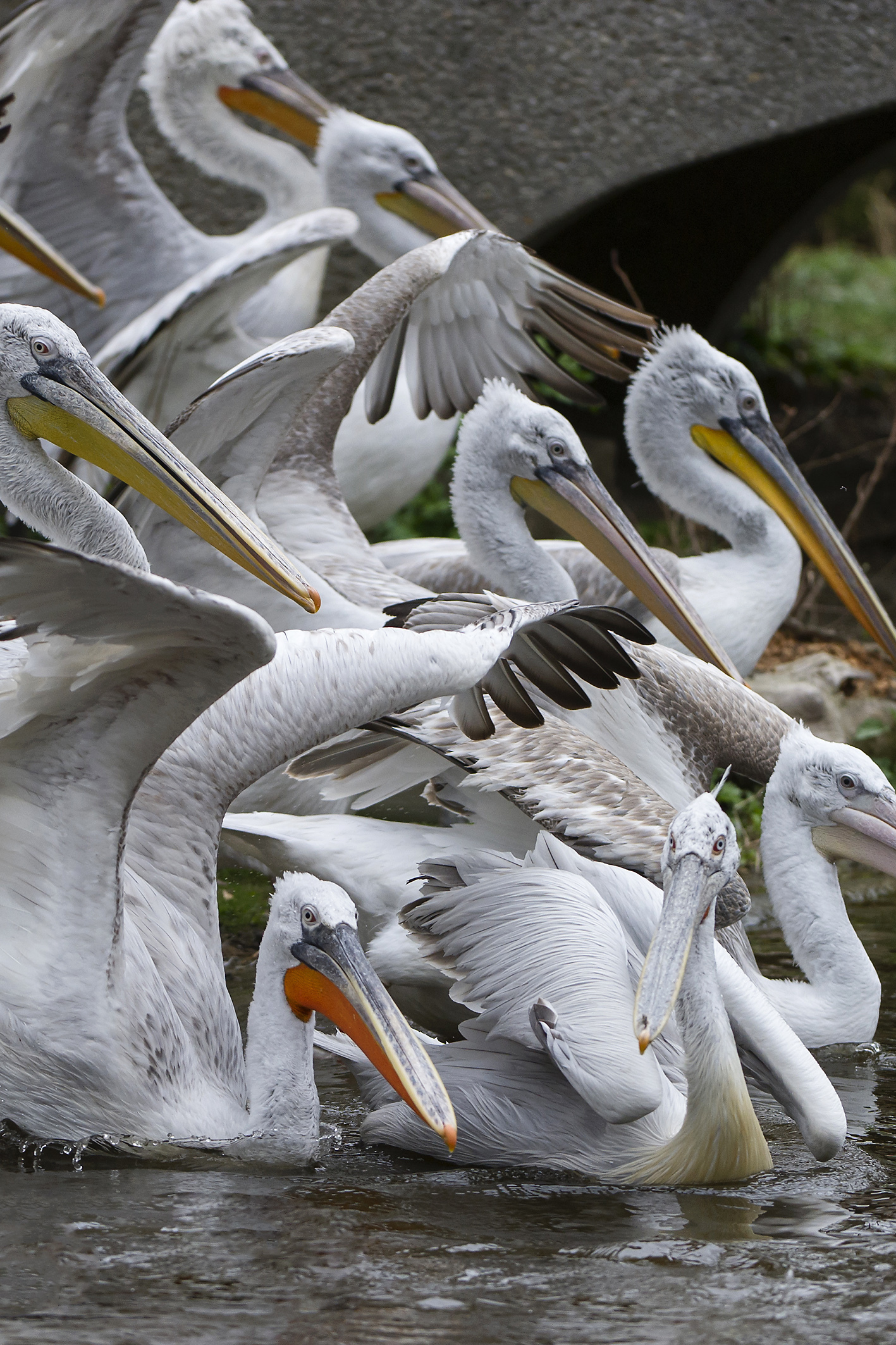 Vienna zoo puts down its pelicans because of bird flu