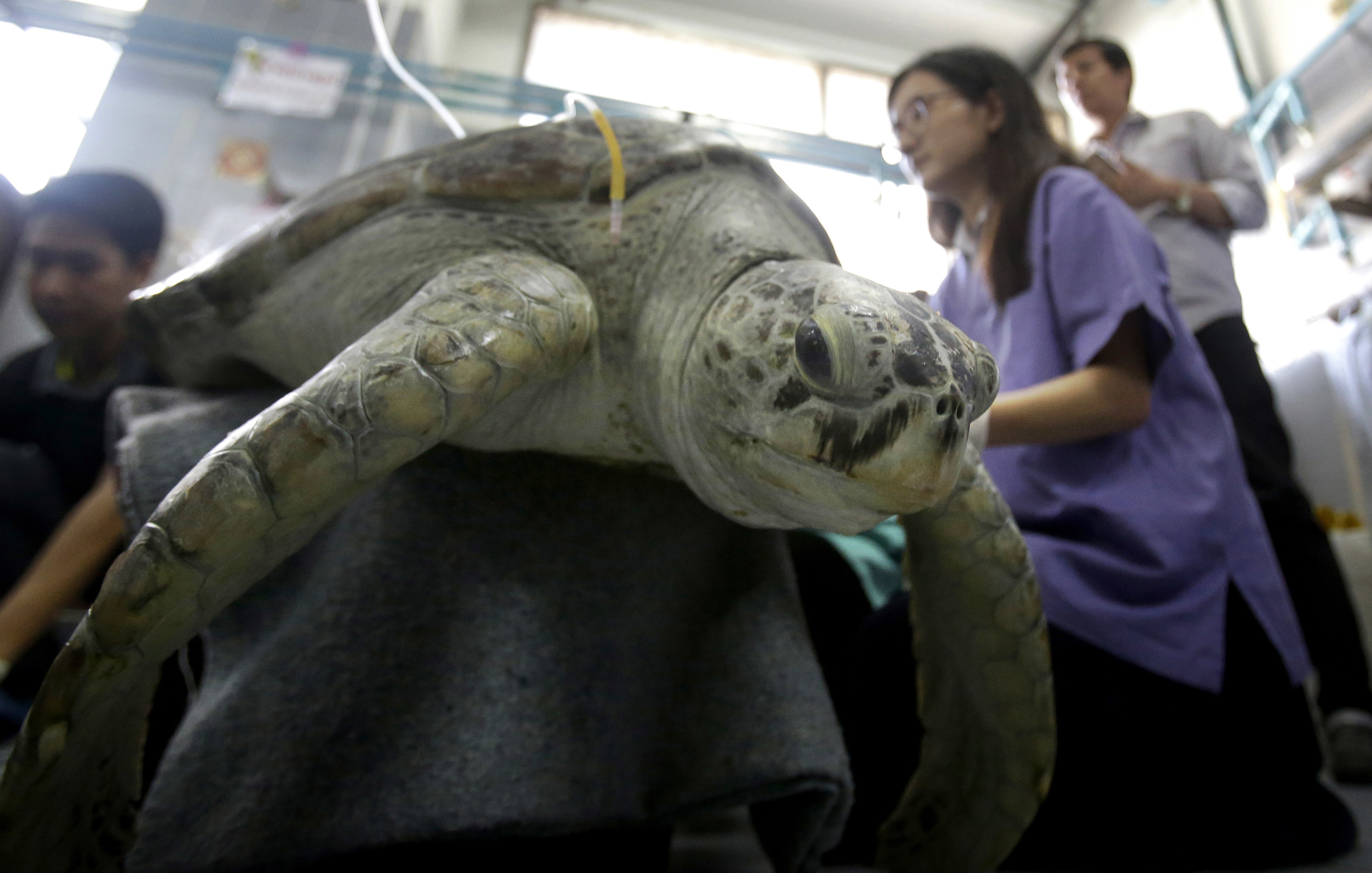 Sea turtle flaps flippers in 1st rehab swim after surgery