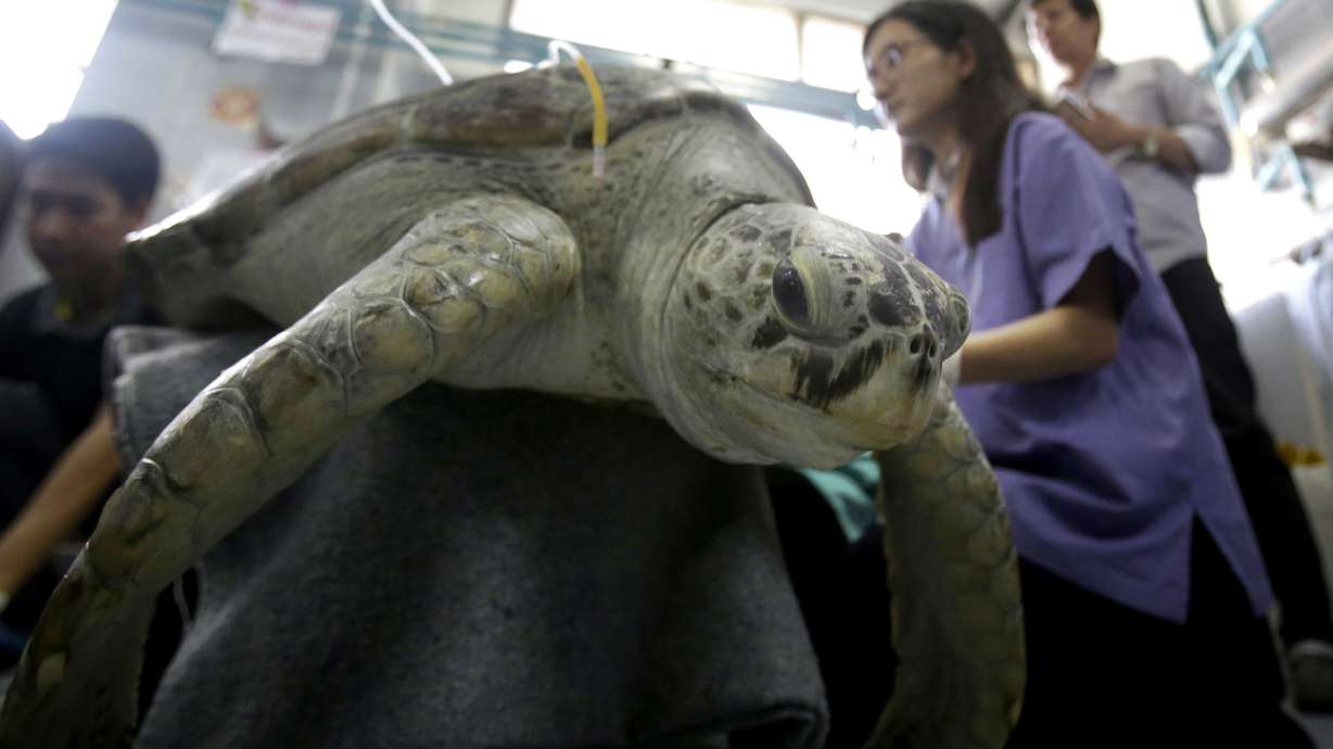 Sea turtle flaps flippers in 1st rehab swim after surgery