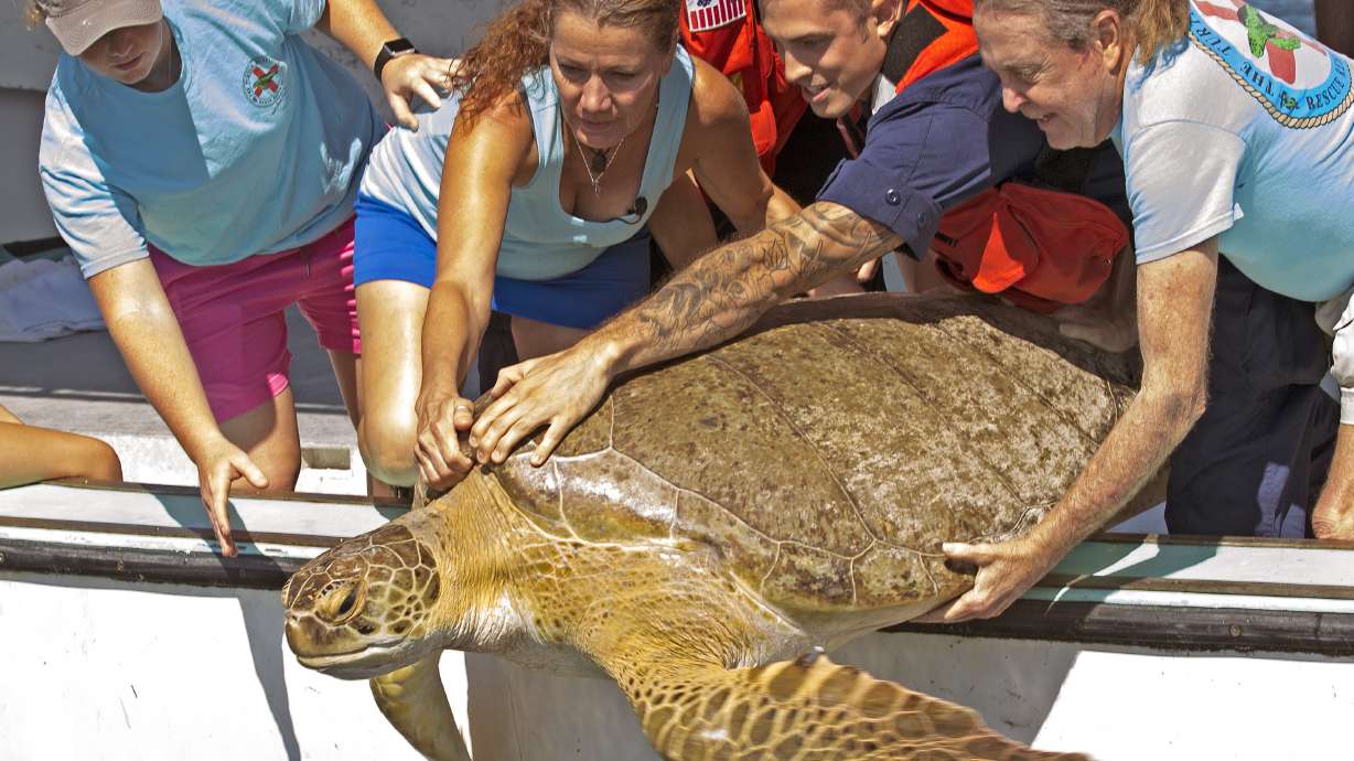 Jolly green giant: 330-pound sea turtle released off Keys