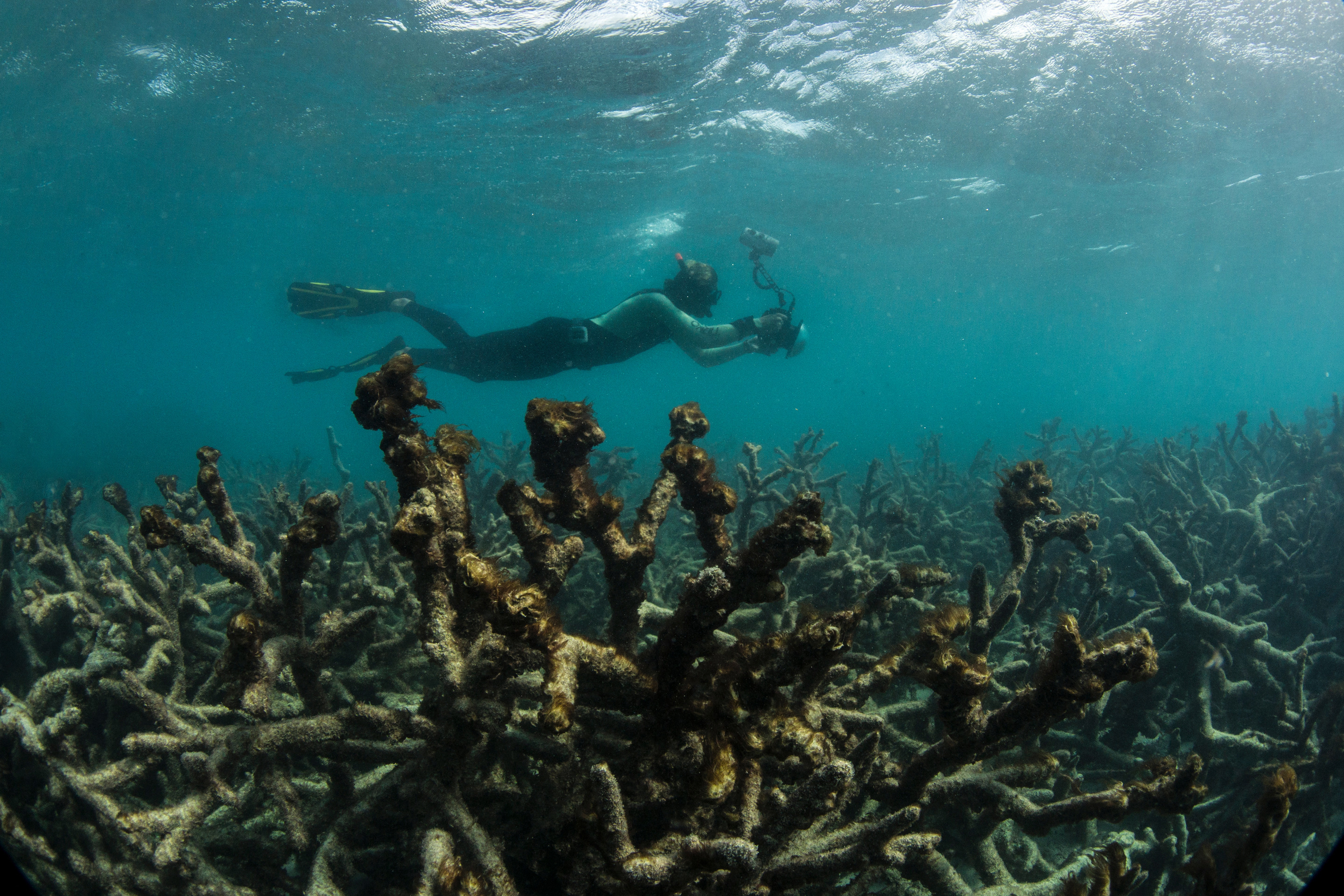 Scientists race to prevent wipeout of world's coral reefs