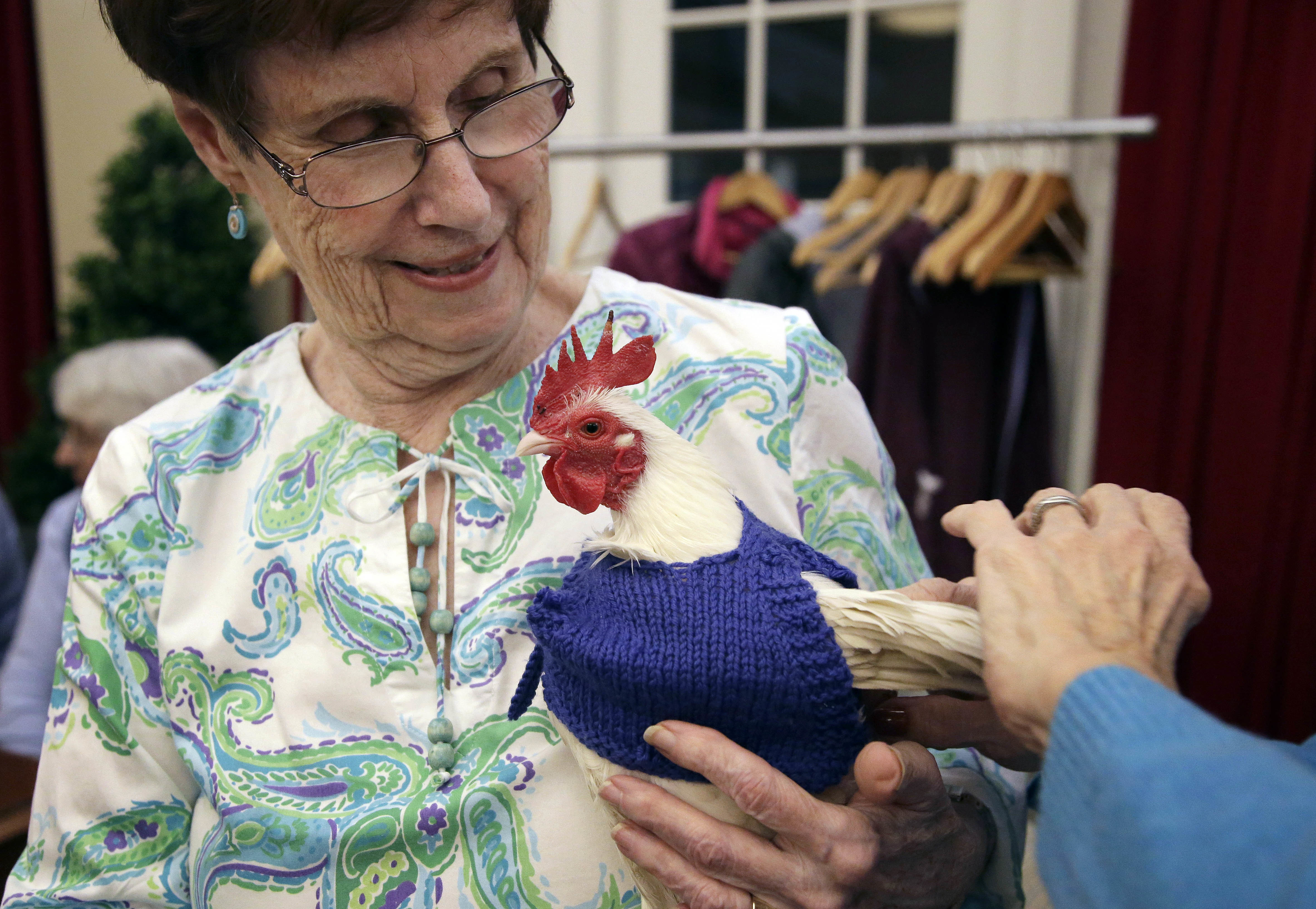 Barn yarn: Retirees knitting sweaters for chilly chickens
