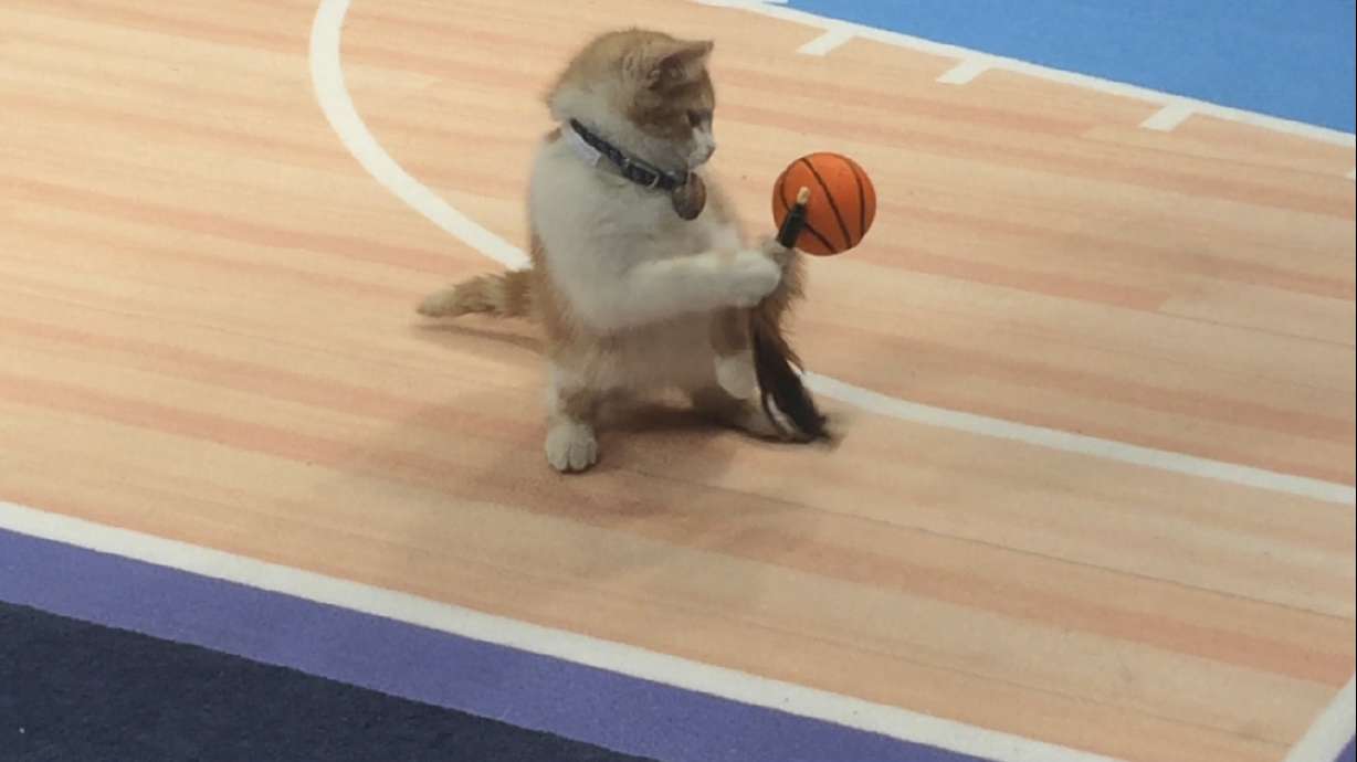 Meow Madness: The Purrfect mix of kittens and basketball