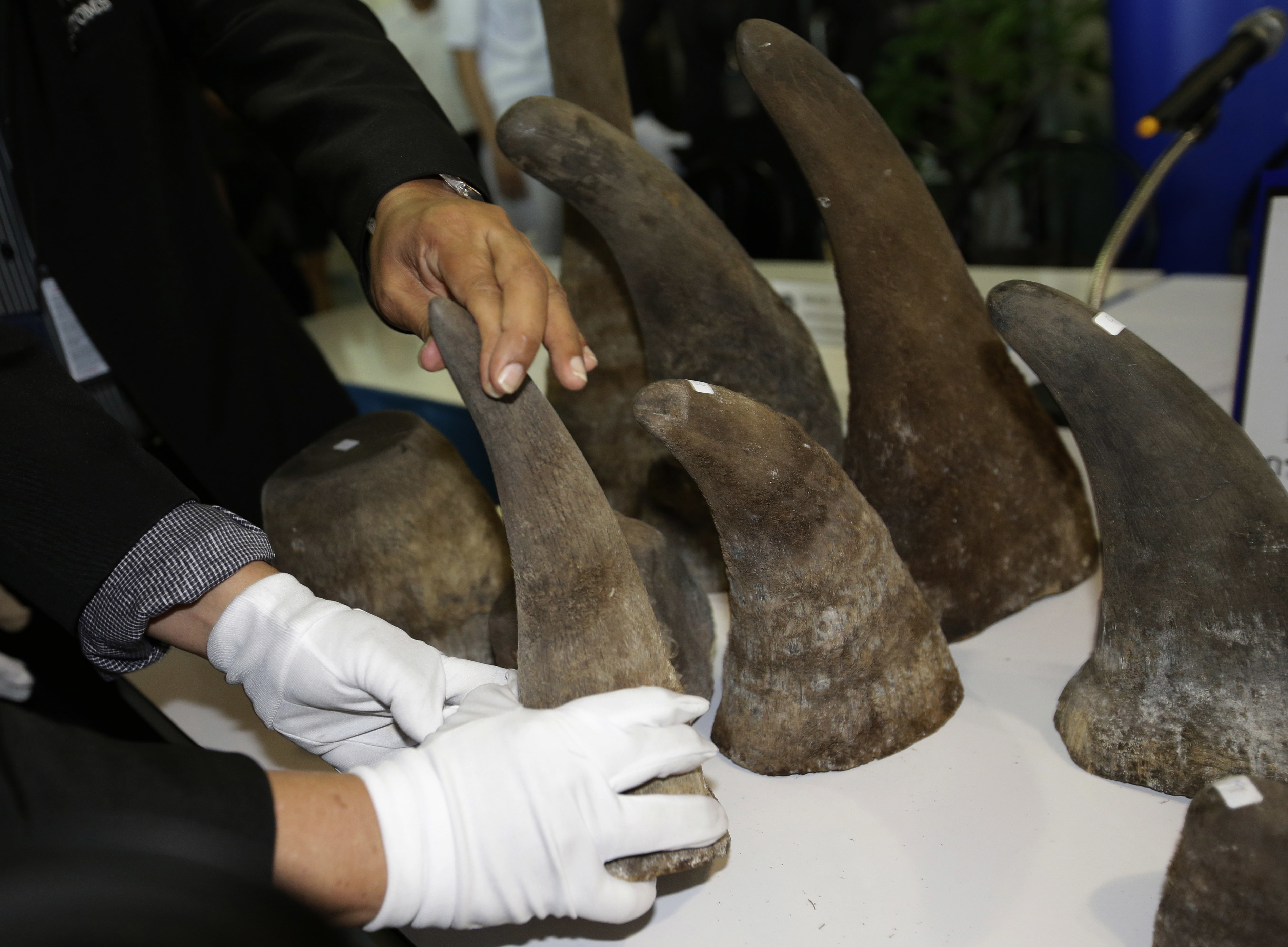 Thai customs seizes 21 rhino horns worth $5 million