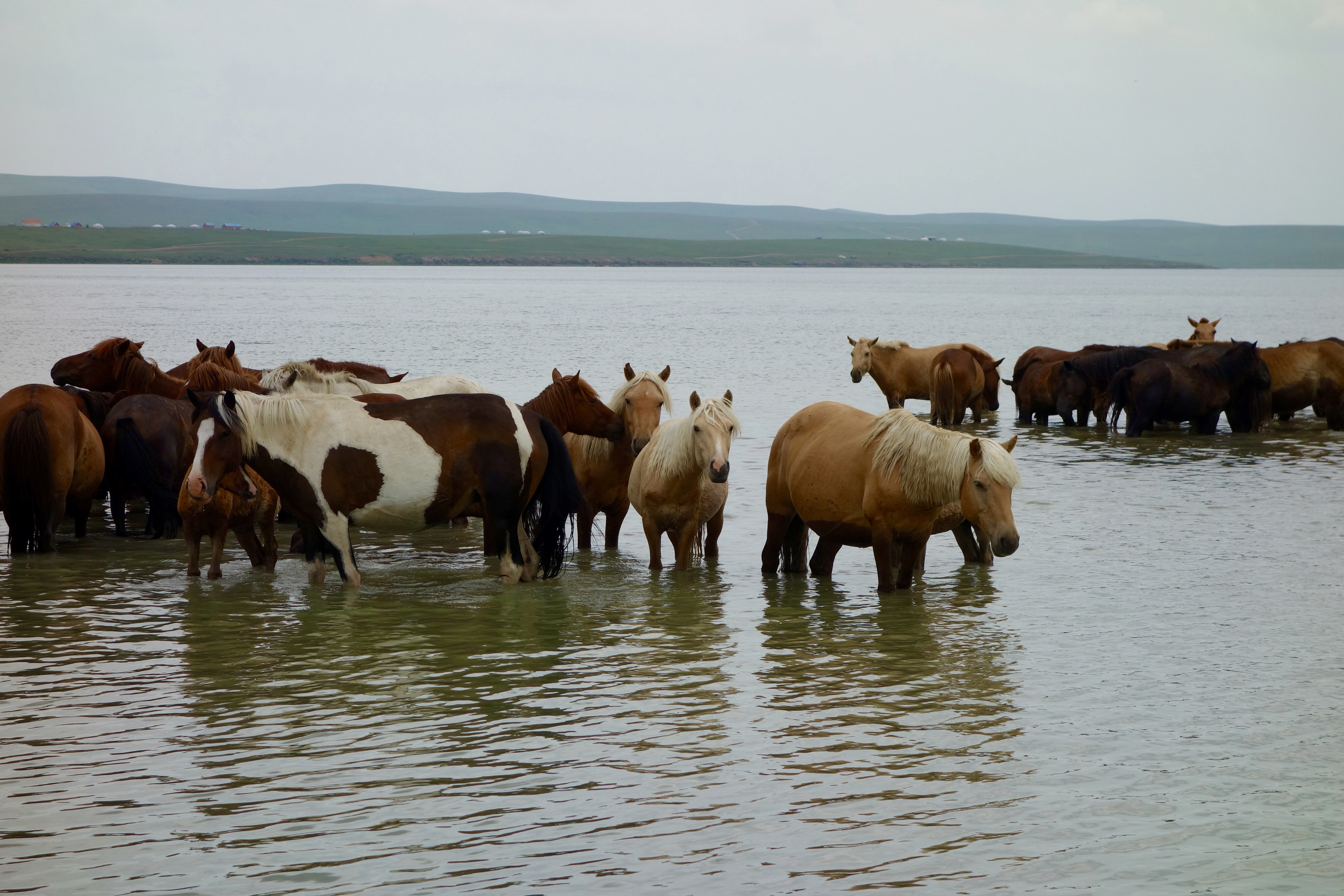 In the wilds of Mongolia: Horses, sand dunes and stargazing