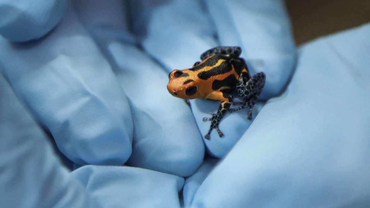 Detroit Zoo's own Dr. Ruth encourages amorous amphibians