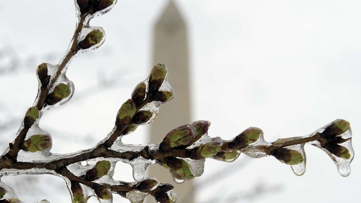 Cold weather kills many cherry blossom blooms in DC