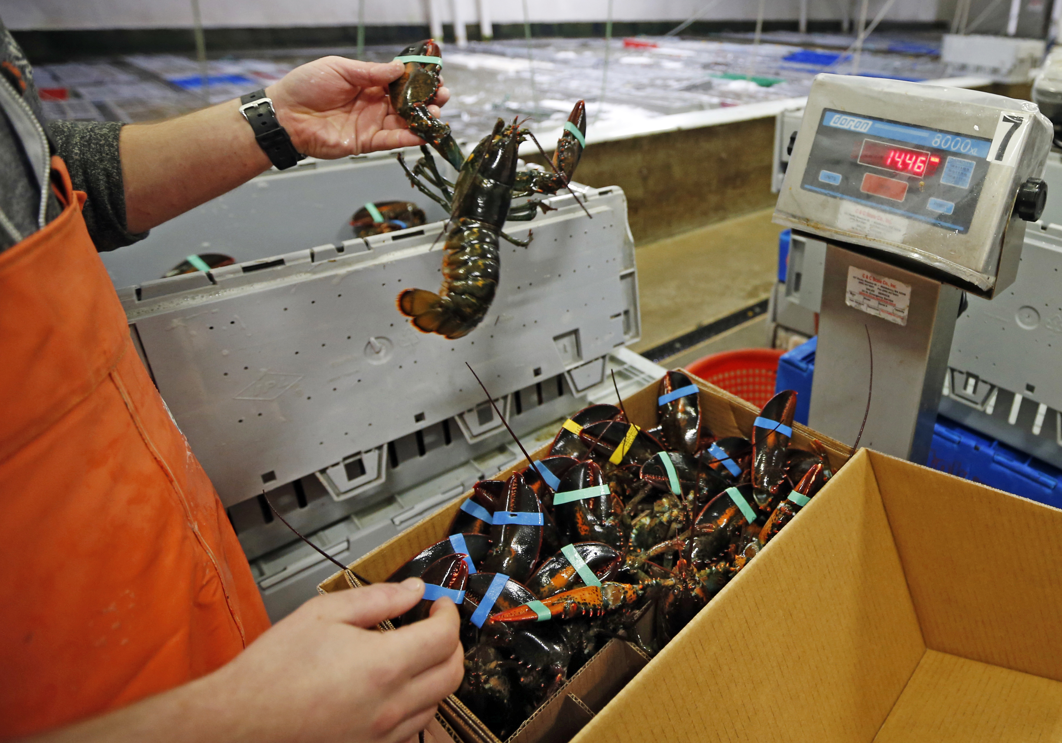 Lobster-crazy China sets record for US crustacean imports