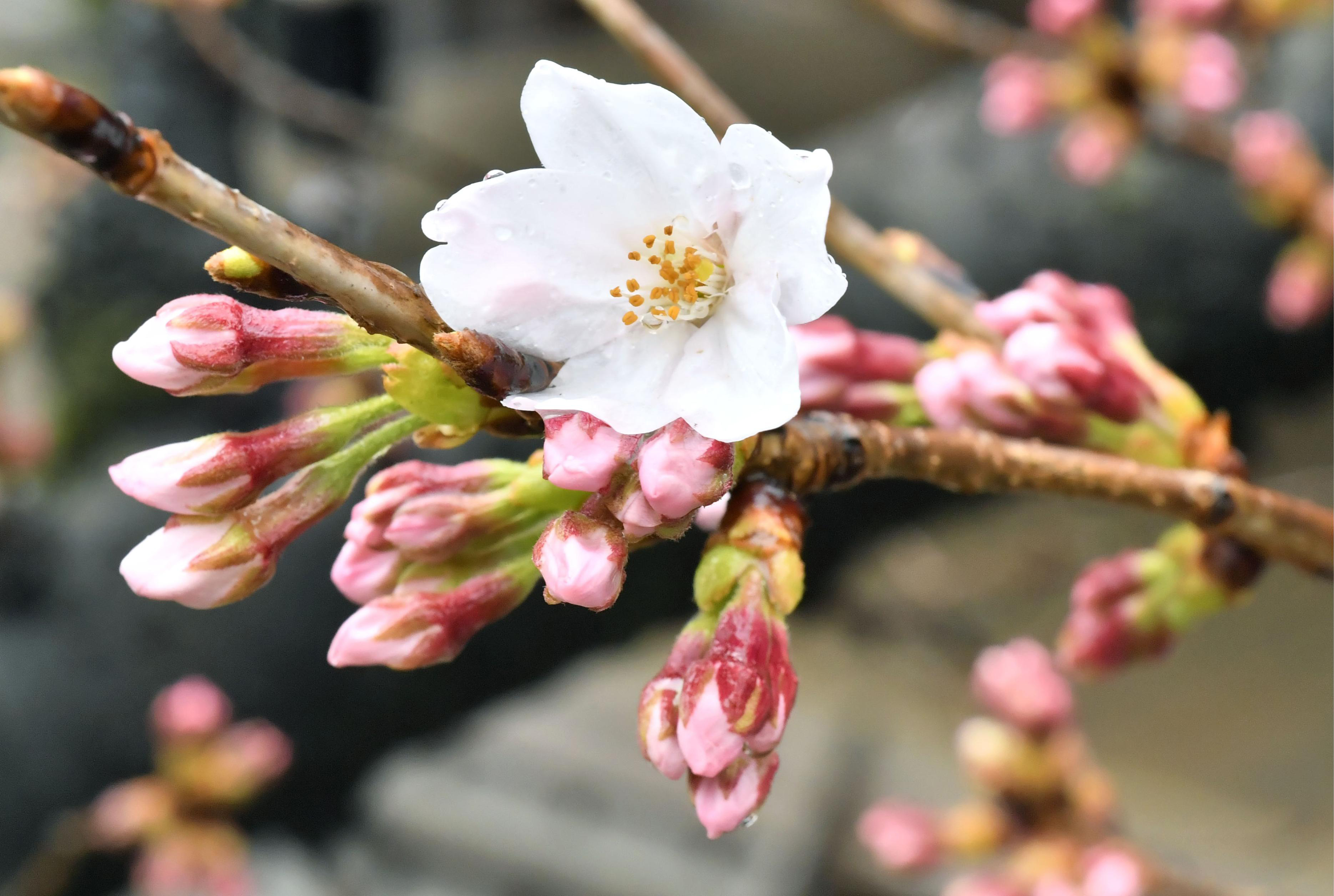 Japan cherry blossom season begins, marking start of spring