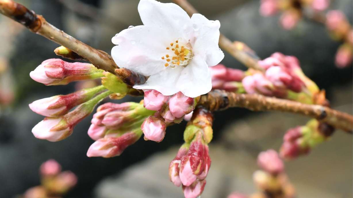 Japan cherry blossom season begins, marking start of spring