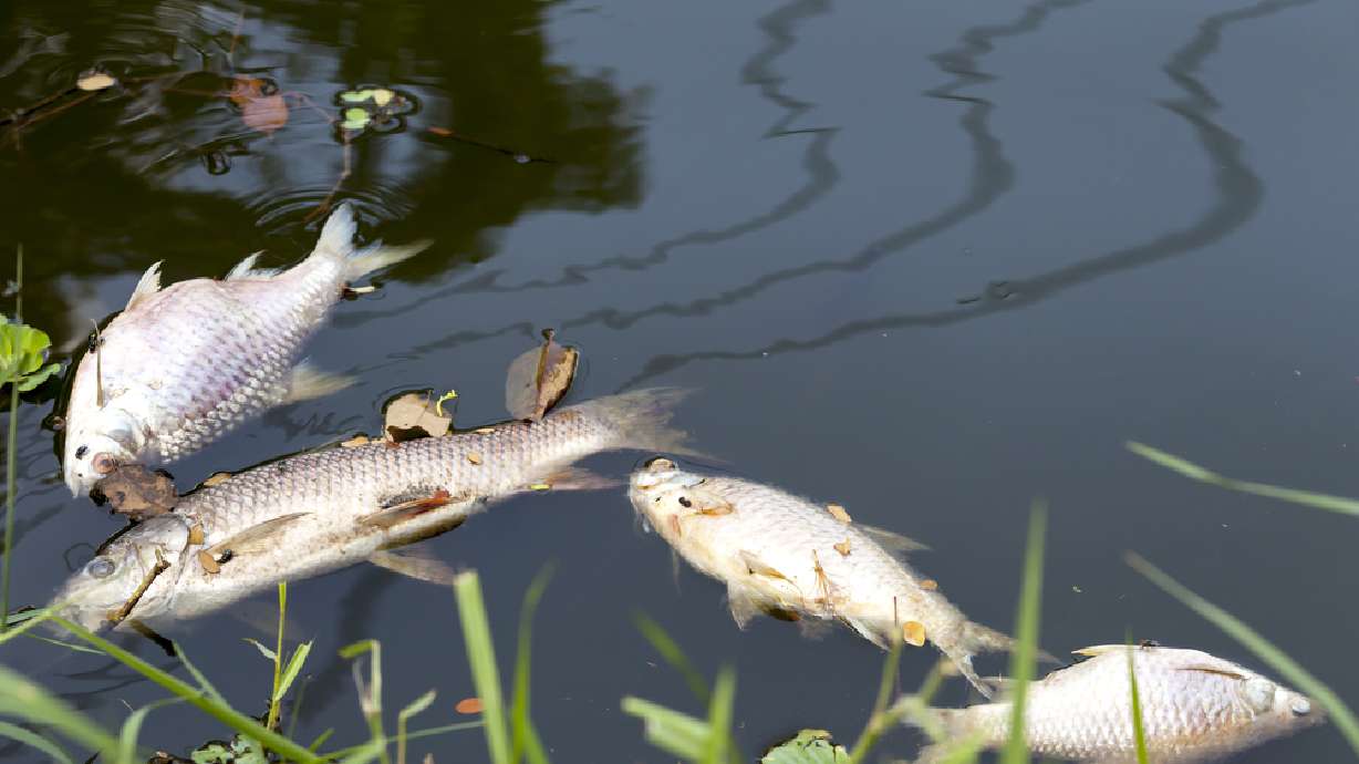 Found a dead fish? DWR wants to know about it