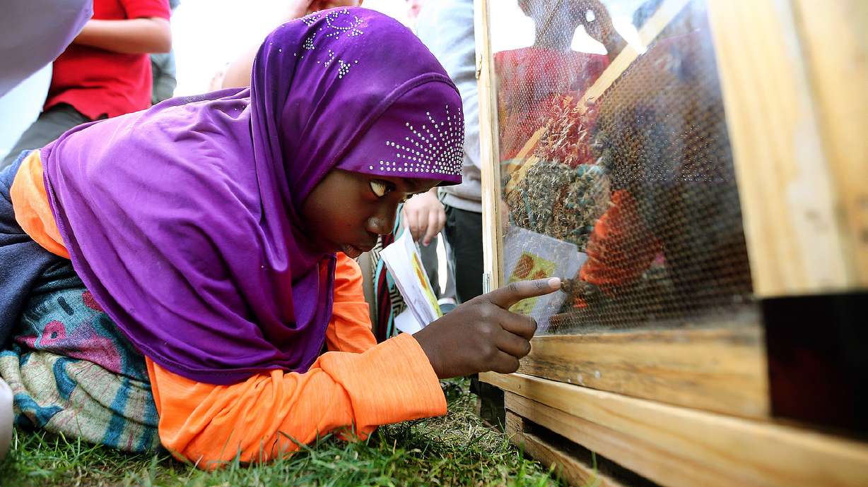 How you can help save the bees