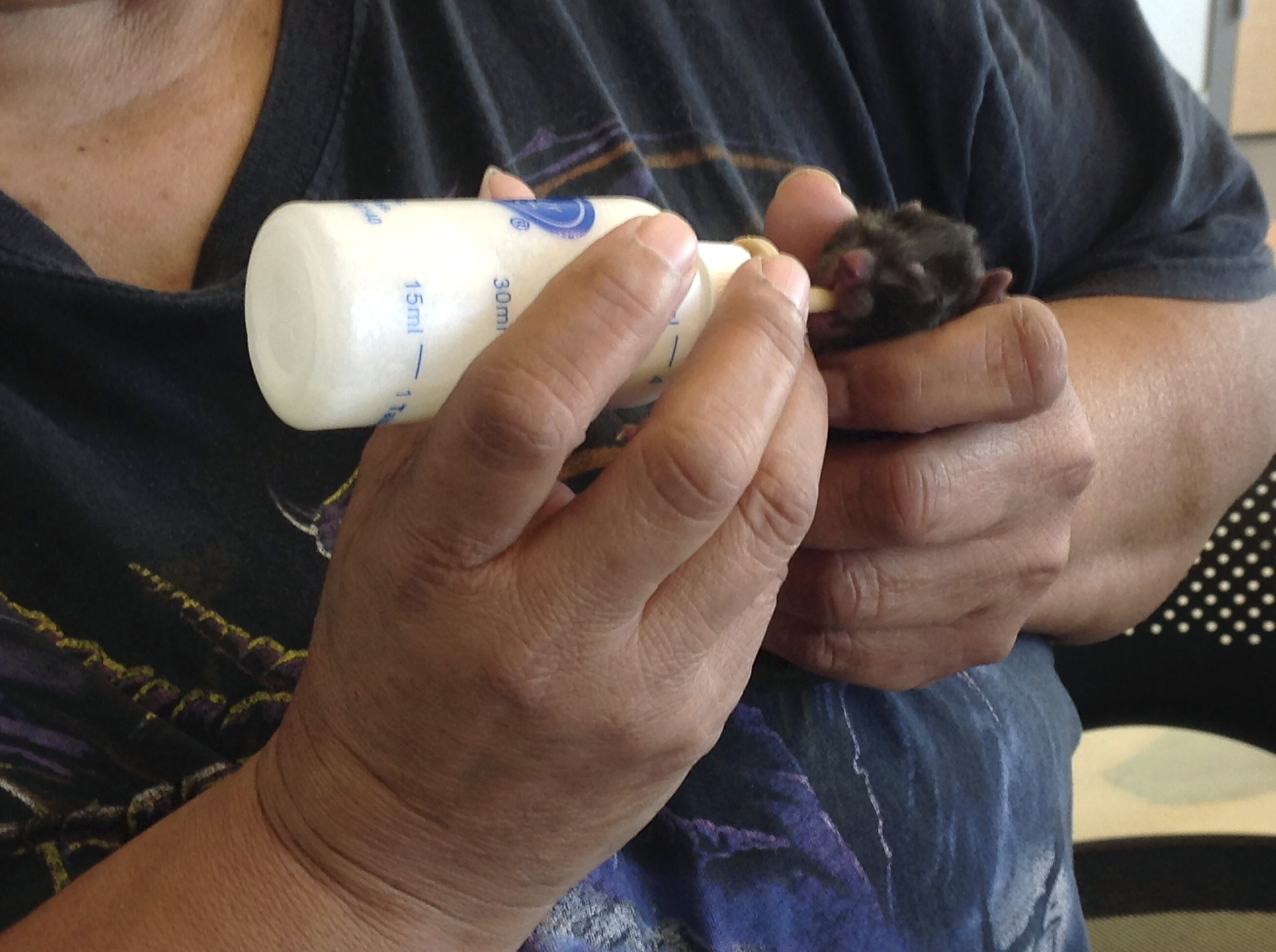 Cat stuck in peanut butter jar gives birth to kittens, dies