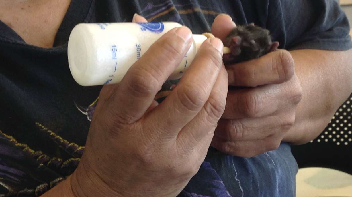 Cat stuck in peanut butter jar gives birth to kittens, dies