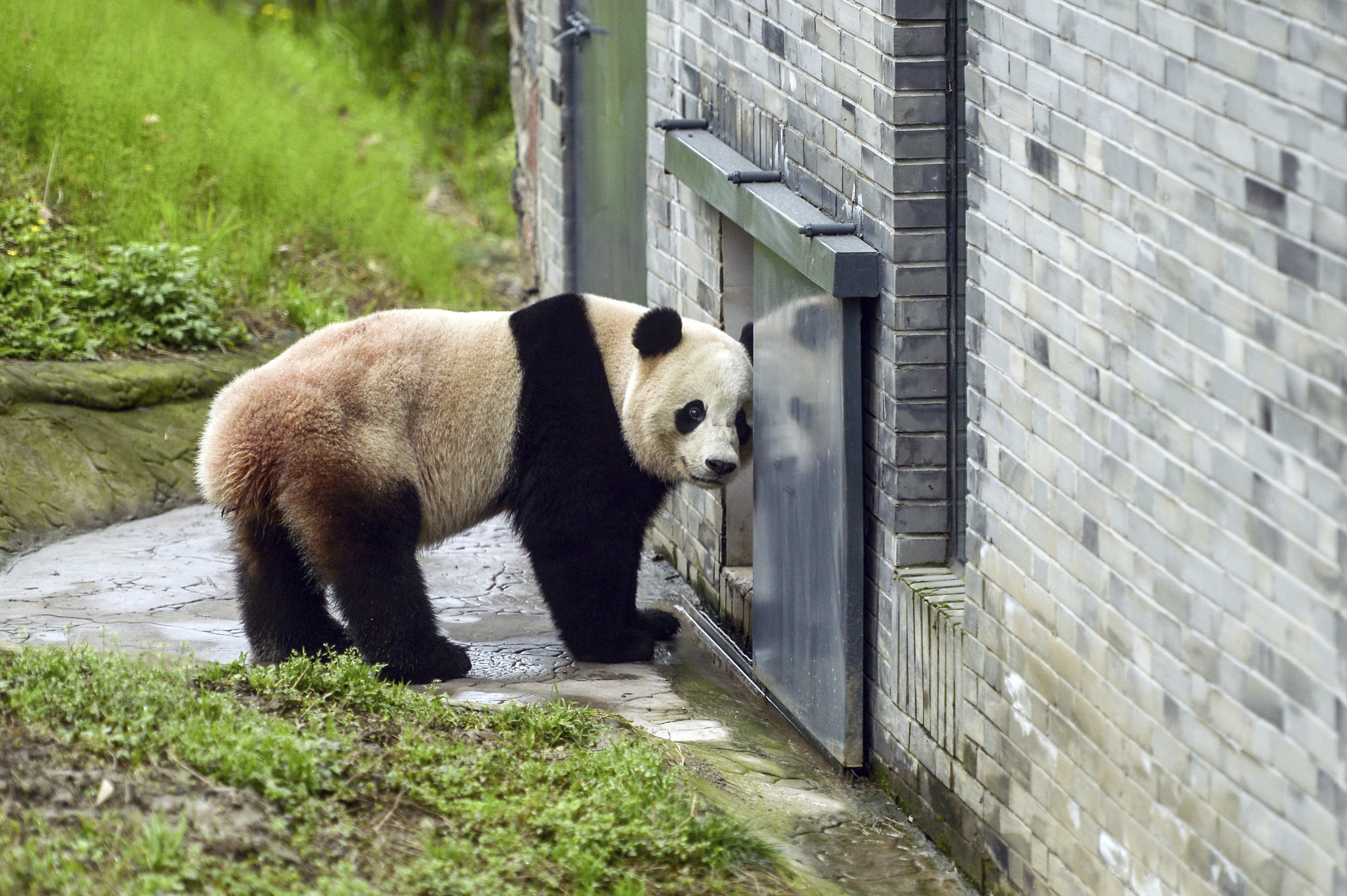 US-born panda Bao Bao makes first public appearance in China