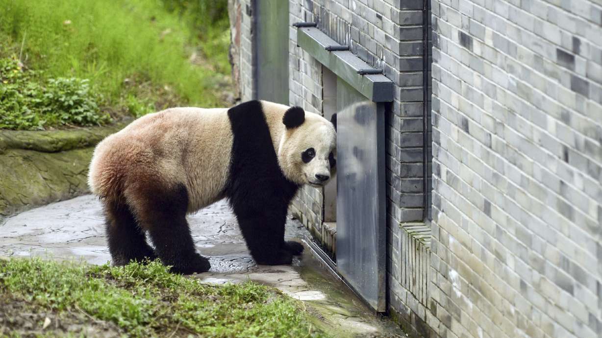 US-born panda Bao Bao makes first public appearance in China