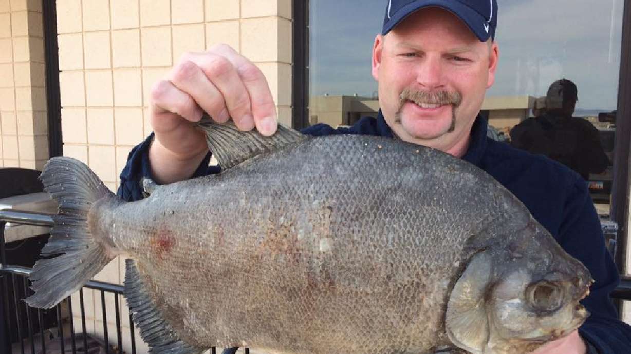 Large aquarium fish found at Cedar City pond; ditching fish creates problems