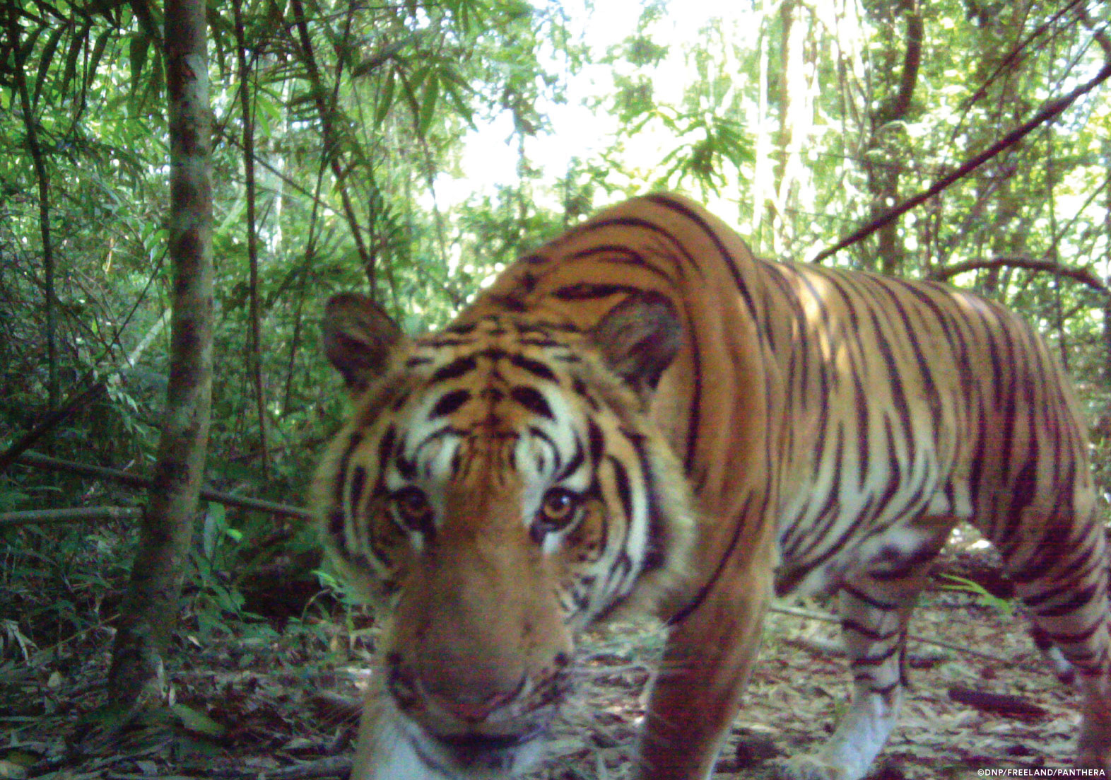 Thai jungle seen as breeding ground for Indochinese tigers