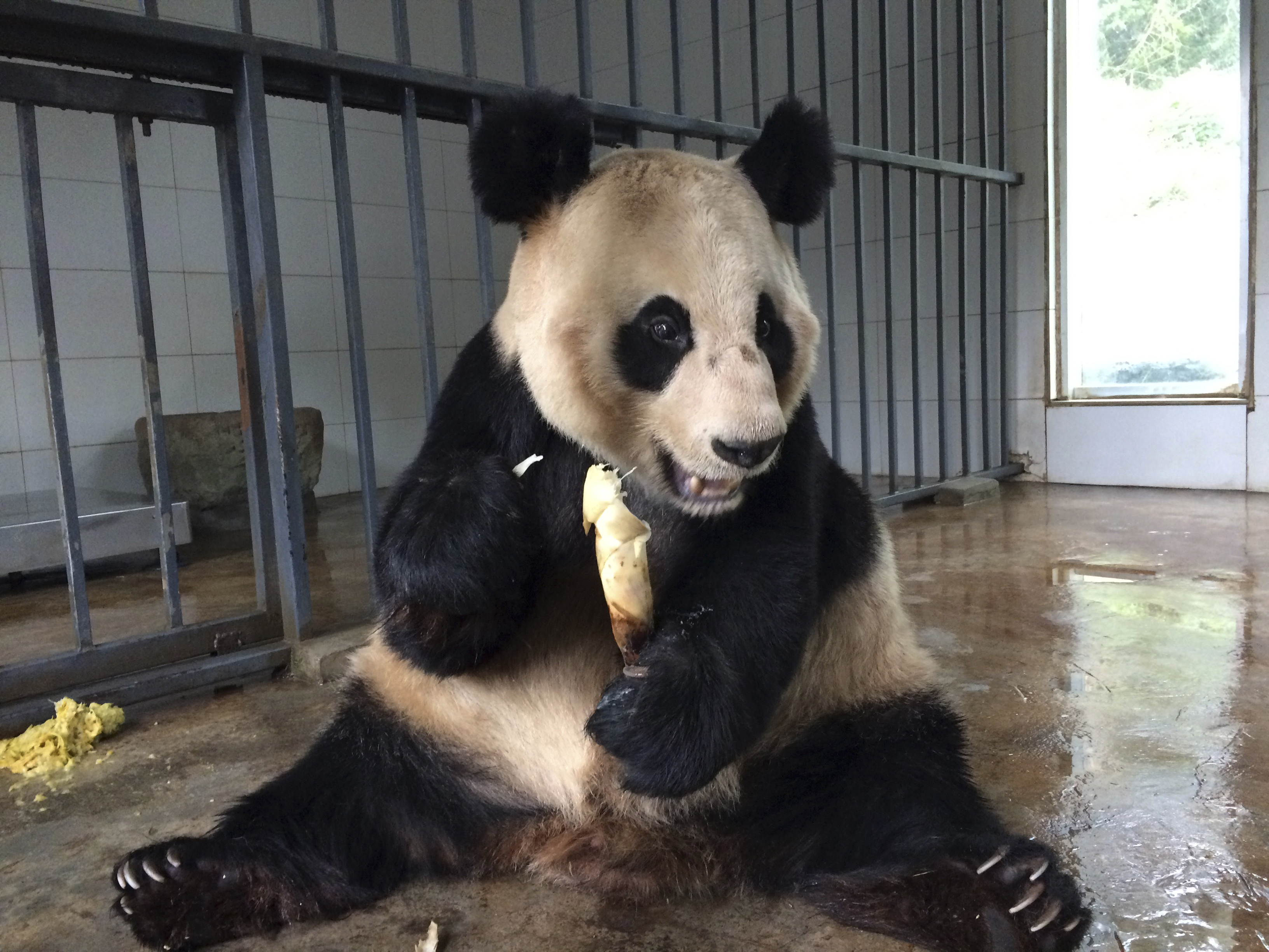 From poor eyesight to bad teeth, pandas' needs grow with age