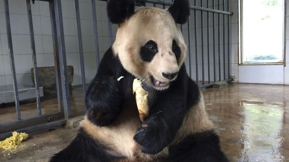From poor eyesight to bad teeth, pandas' needs grow with age