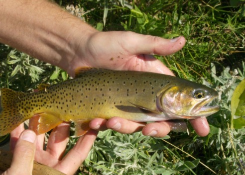 The fly angler's secret for fishing small creeks and streams