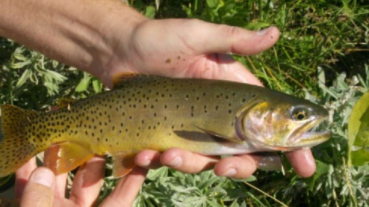 The fly angler's secret for fishing small creeks and streams